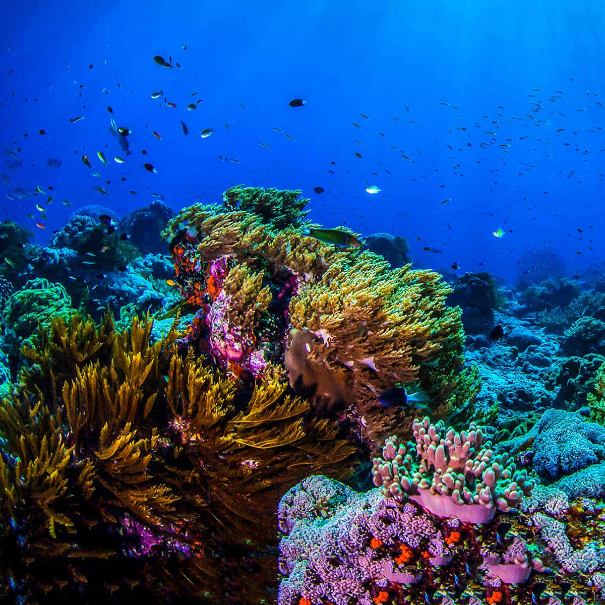 深藍海中紫色珊瑚礁與海洋生物 壁紙 — 充滿活力的珊瑚礁，色彩繽紛的魚群在清澈的藍色海水下游動。