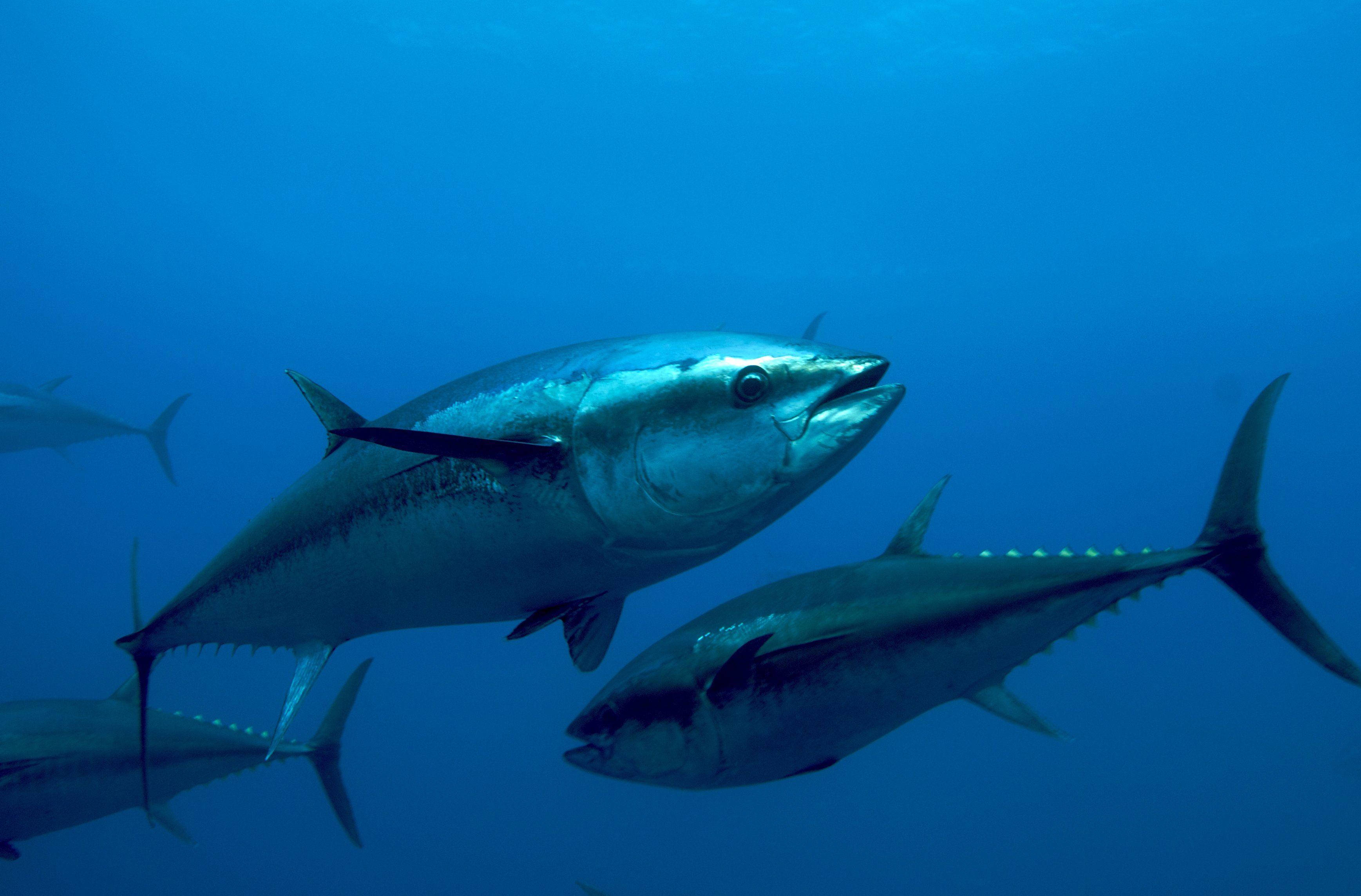 深藍海域中的藍鰭鯖 壁紙 — 一群流線型嘅吞拿魚喺深藍色海水入面滑行，身體流線型，魚鰭尖銳。
