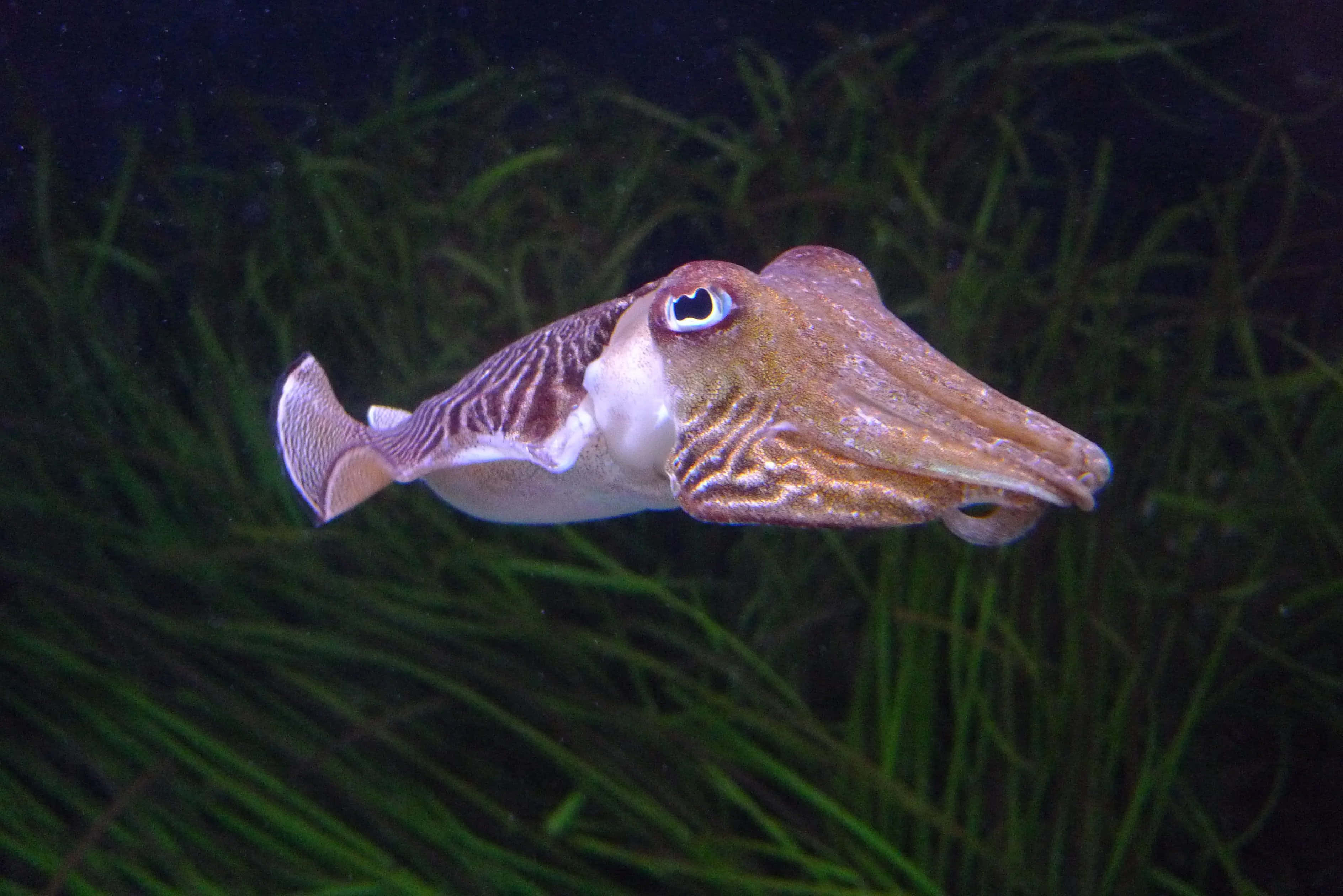 深藍海水中悠遊的彩色魚群 壁紙 — 一隻墨魚在黑暗的水中優雅地滑行，周圍是高高的綠色海草。