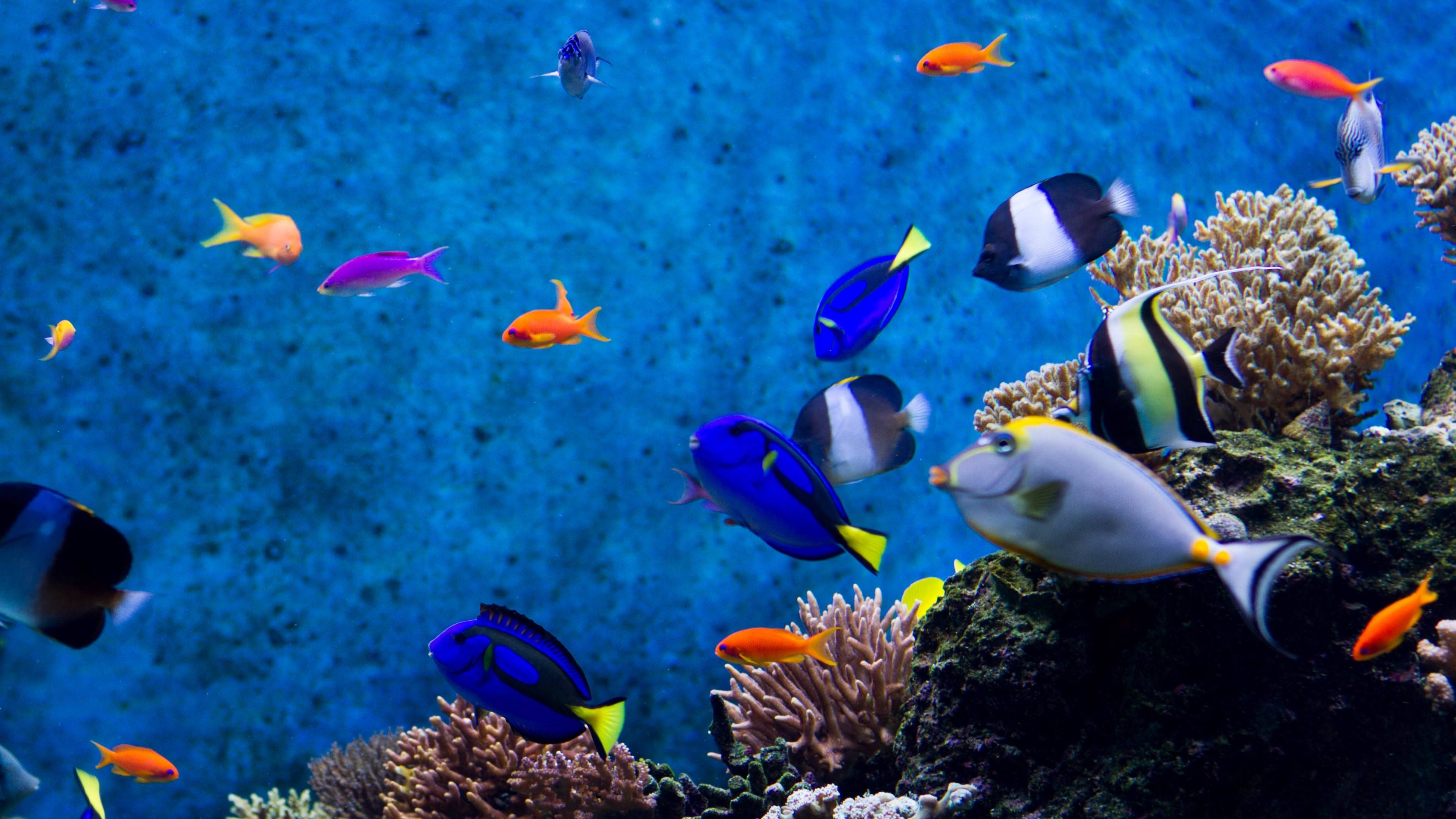深藍海洋中的冷色魚 壁紙 — 色彩繽紛的熱帶魚在清澈藍色海水中的彩色珊瑚群中優雅地游動。