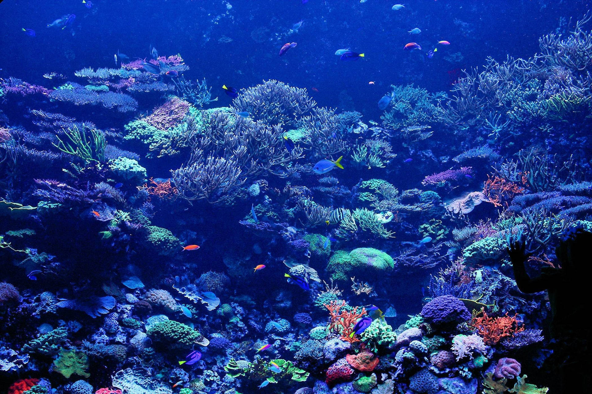 在水族館中觀察色彩繽紛的珊瑚礁和熱帶魚的人。