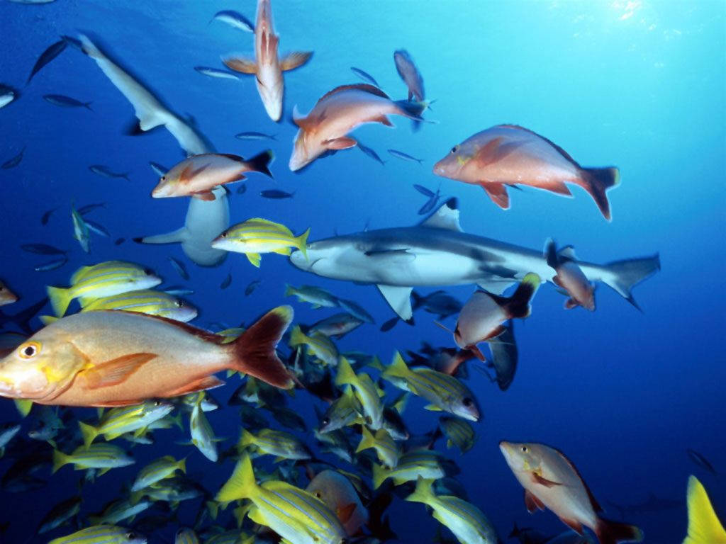 一條鯊魚在深藍色海洋中穿過一群充滿活力的熱帶魚。