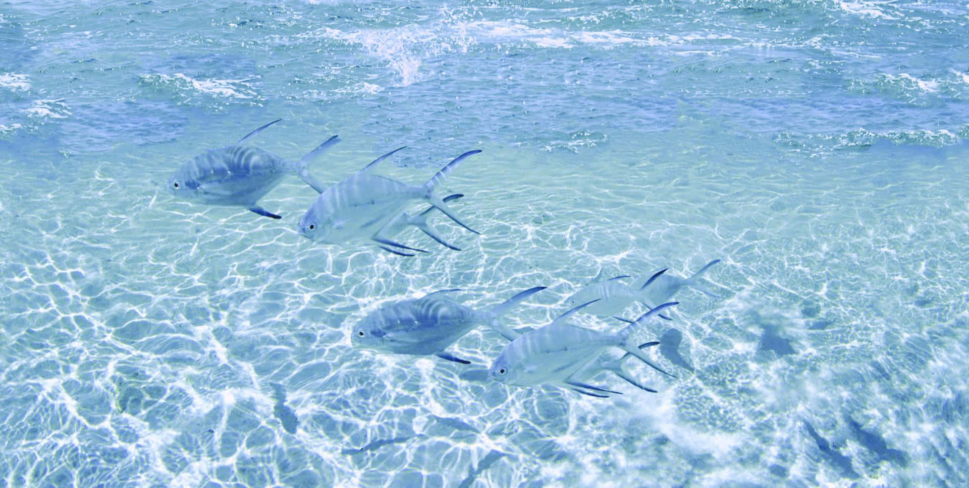 銀色魚兒在清澈的淺碧綠海水中游動，帶有陽光圖案。