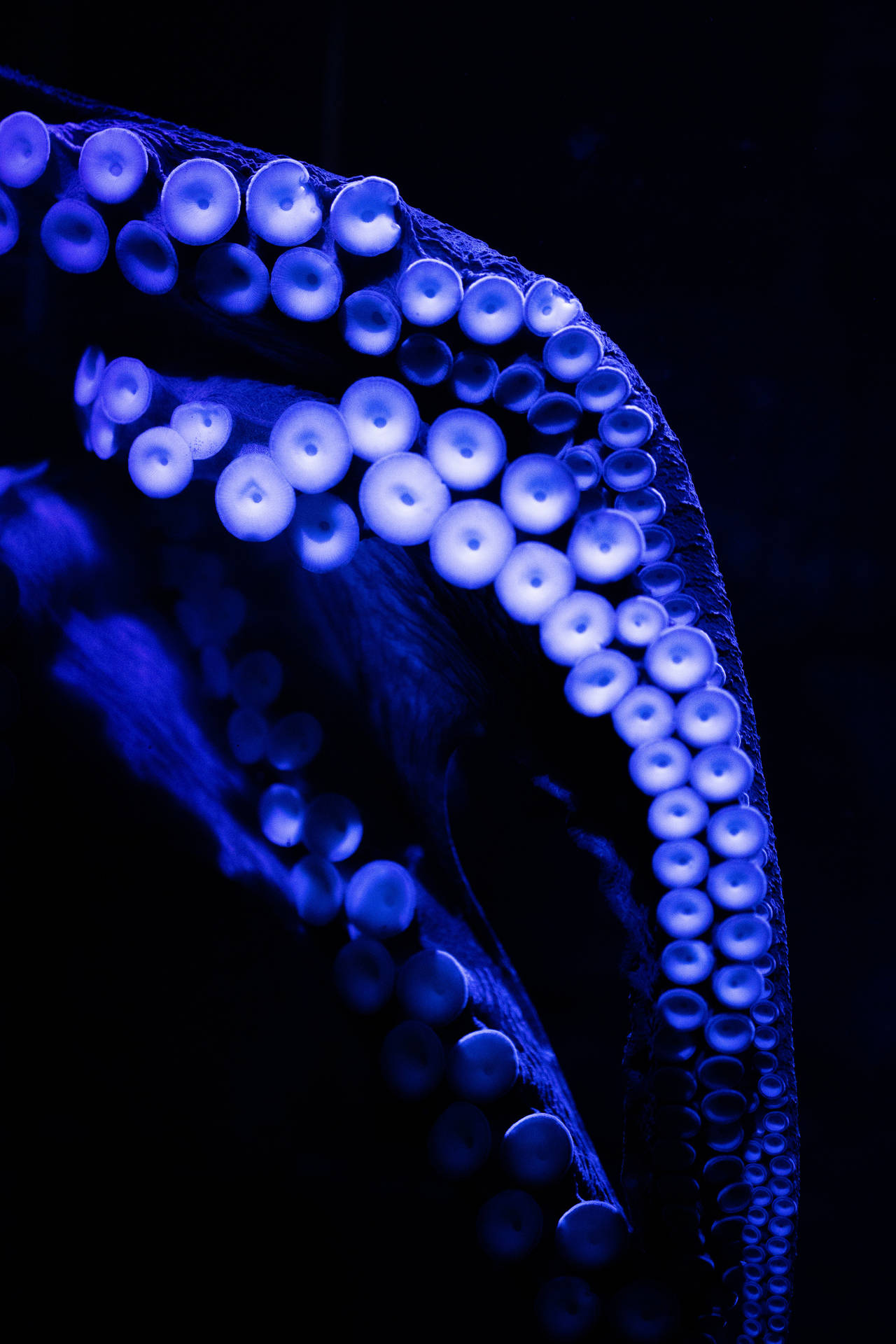 在黑暗水中帶有吸盤的發光藍色八爪魚觸手的特寫。
