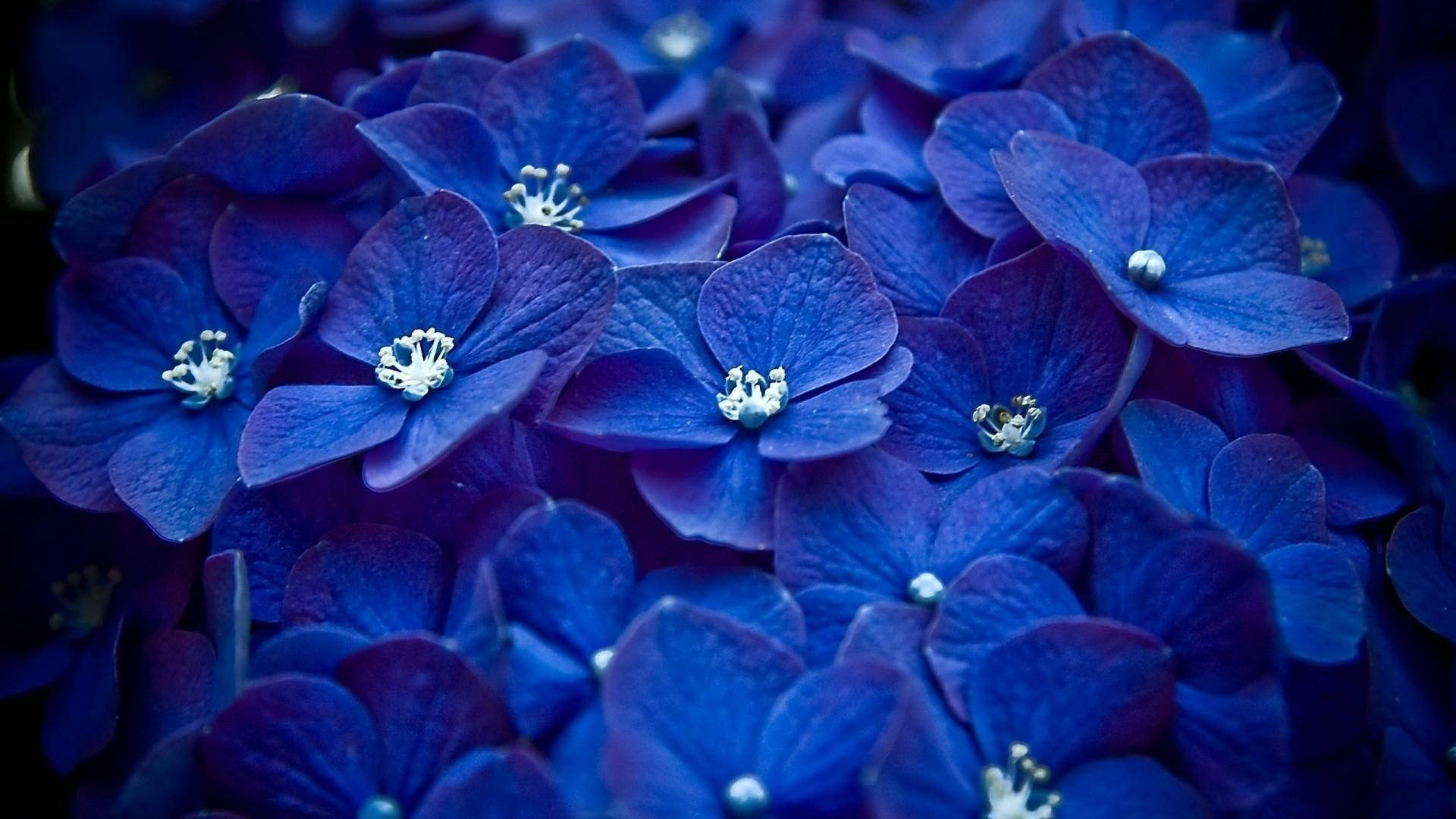 一簇藍色繡球花，白色花心