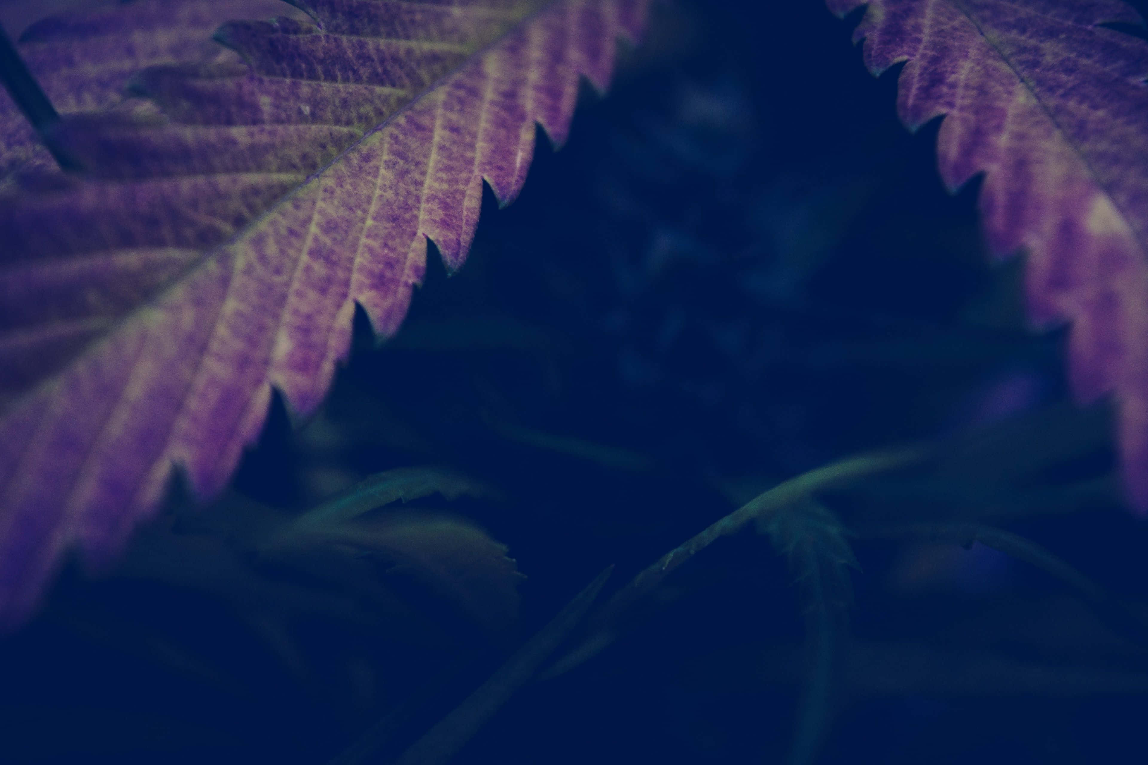 Weed Leaf 桌布 壁紙 — 深藍色模糊背景下帶有鋸齒邊緣的紫調葉片特寫。