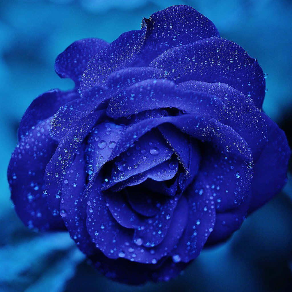 Rose In Rain 桌布 壁紙 — 深藍色玫瑰在模糊的藍色背景下閃爍著露珠的特寫。