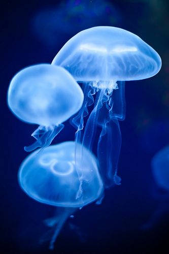 三隻發光的藍色水母漂浮在黑暗的海水中