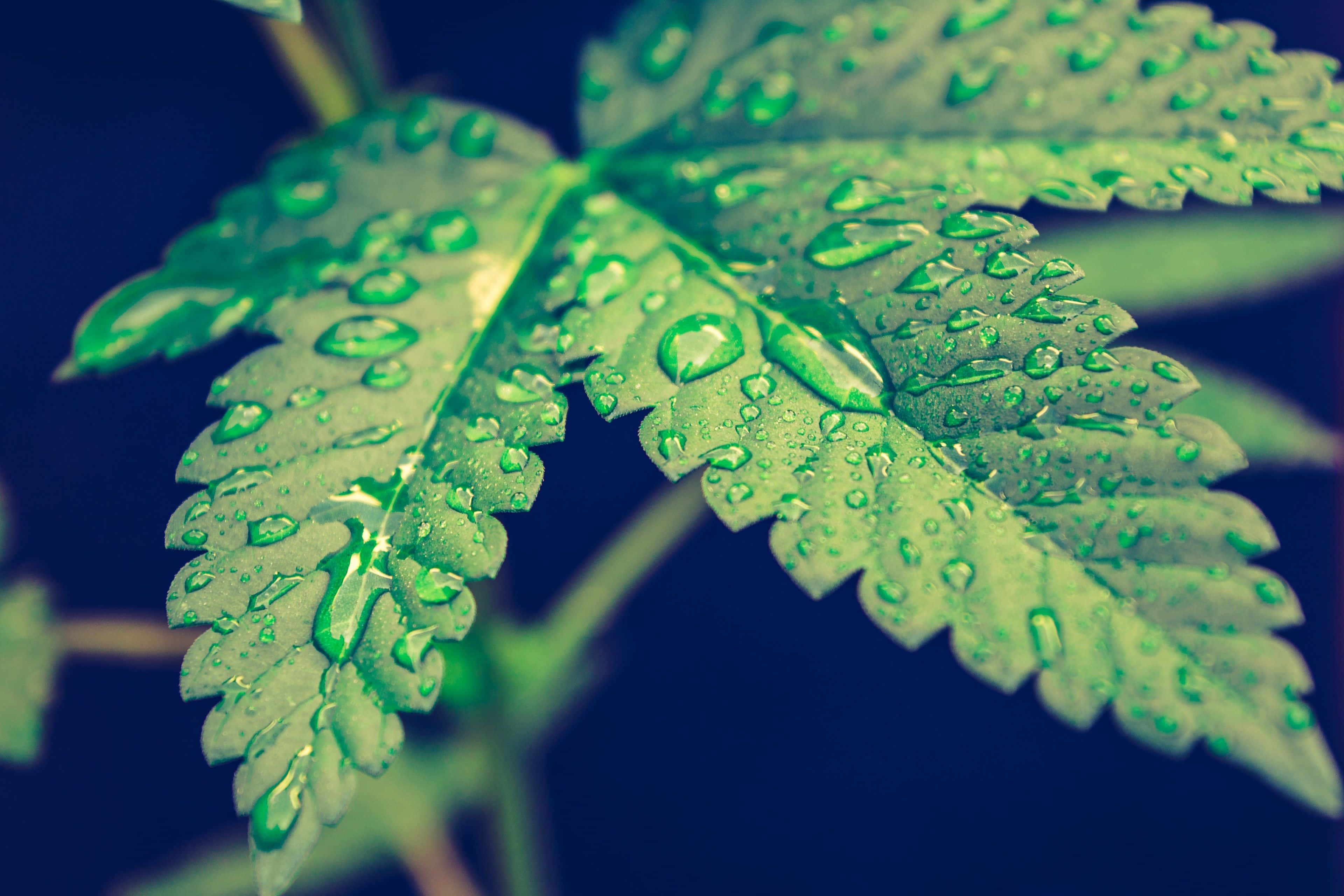 Weed Leaf 桌布 壁紙 — 深藍色背景上，帶有閃爍水珠的鮮綠色大麻葉特寫。