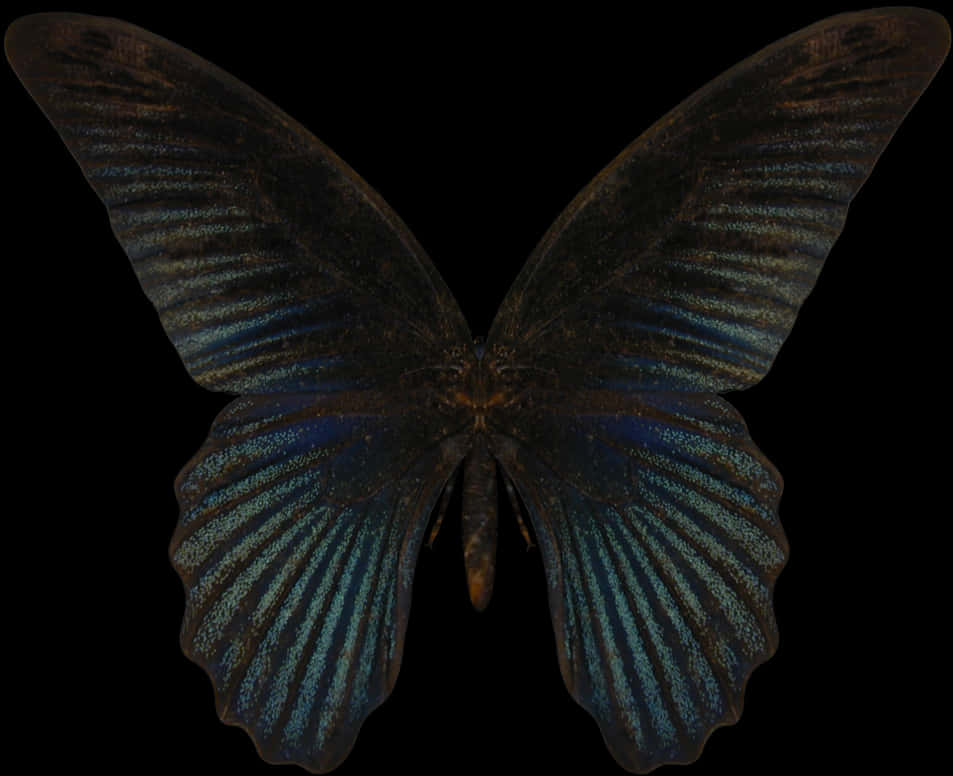 深藍閃蝶 壁紙 — 一隻深藍色虹彩蝴蝶，帶有複雜的翅膀圖案，位於純黑色背景中央。