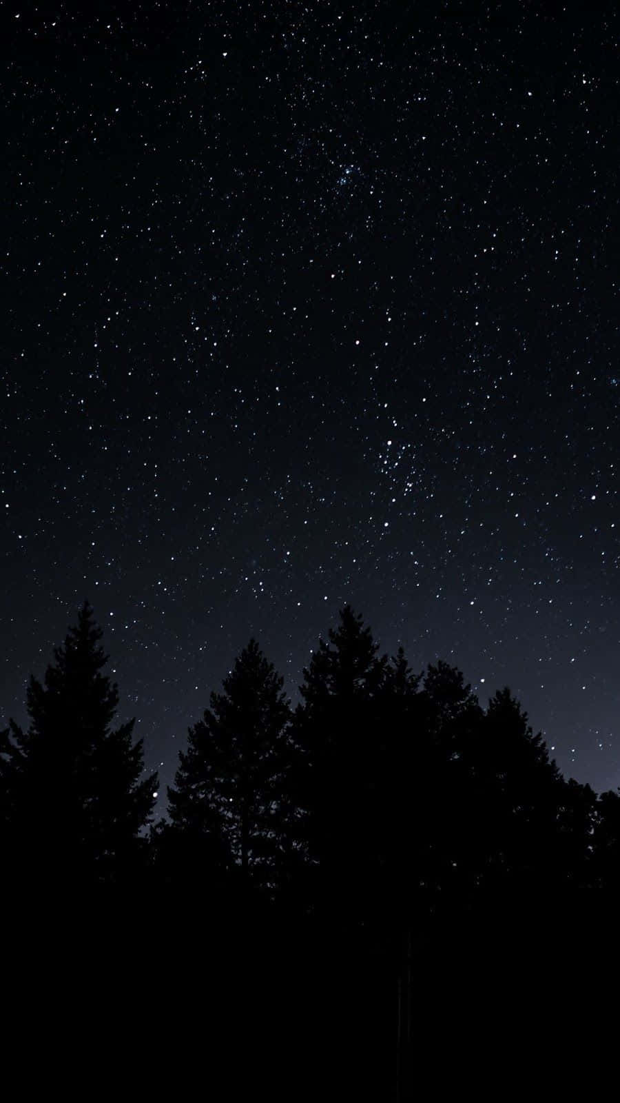 星空夜空下的黑暗松樹輪廓。
