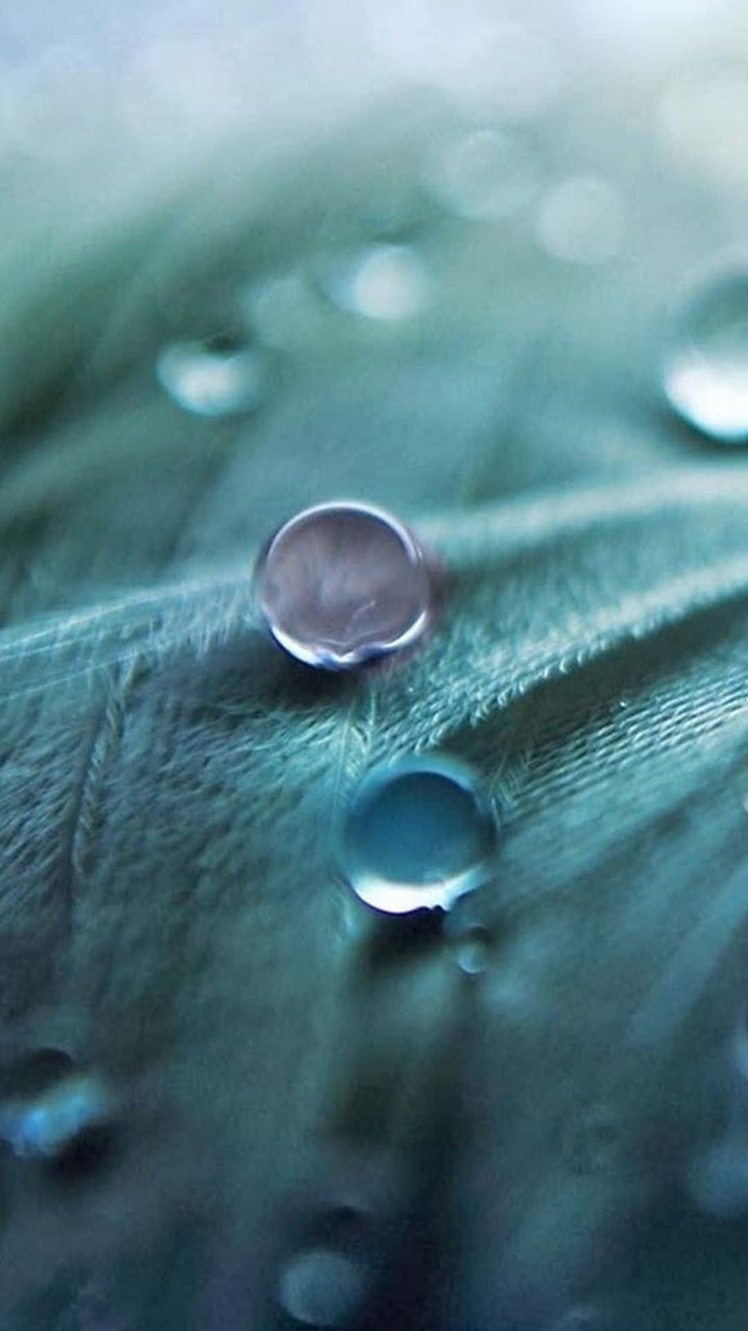 綠葉上露珠的特寫，背景模糊。