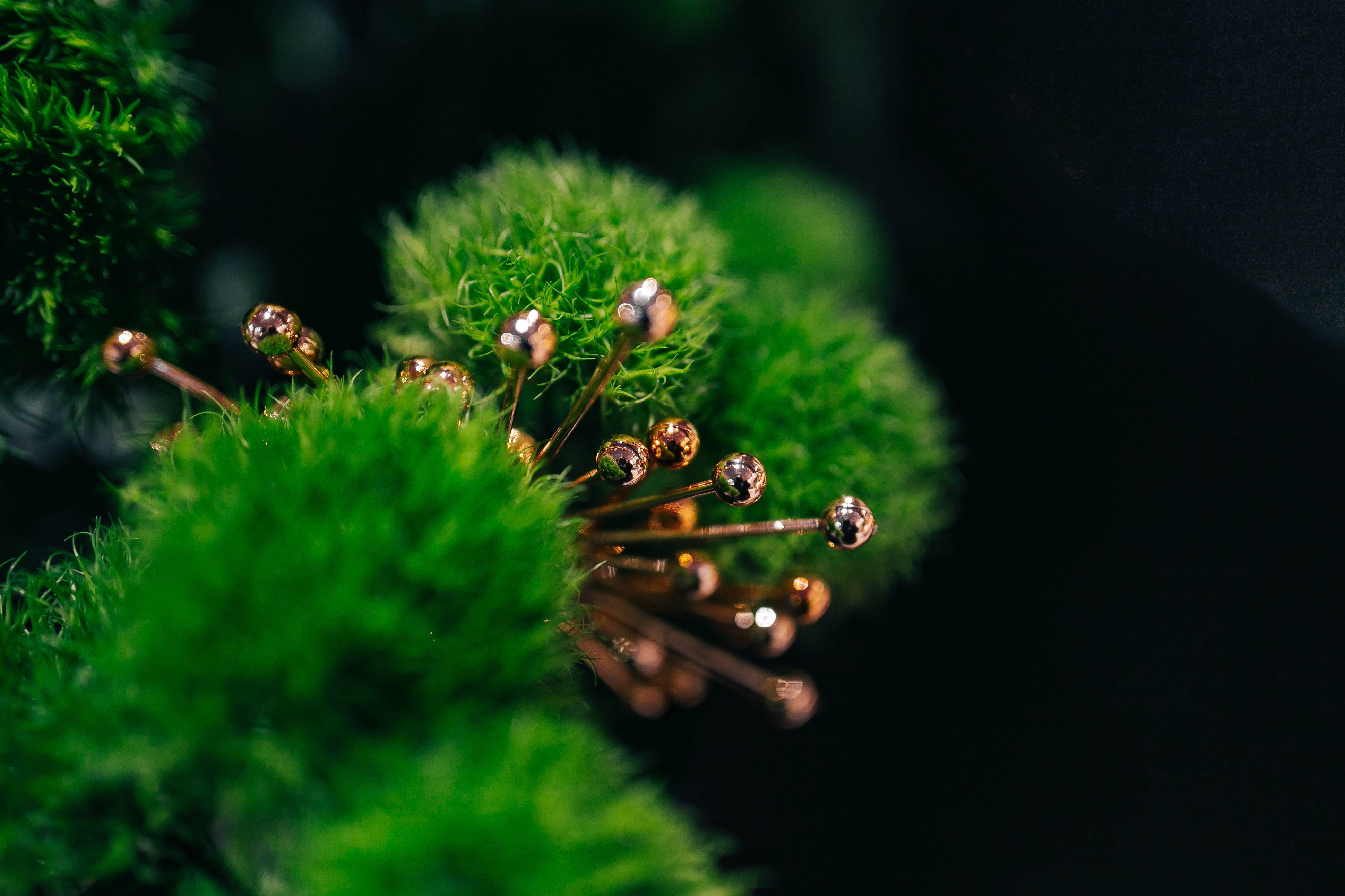 植物美學 桌布 壁紙 — 深黑色背景上，鮮綠色苔蘚叢點綴著精緻的金色別針。
