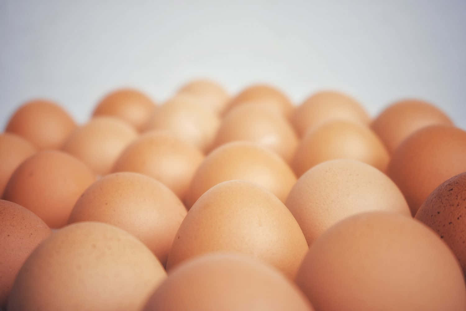 Egg 桌布 壁紙 — 淺景深特寫，大量棕色雞蛋在淡色背景上以柔和焦點漸變排列。