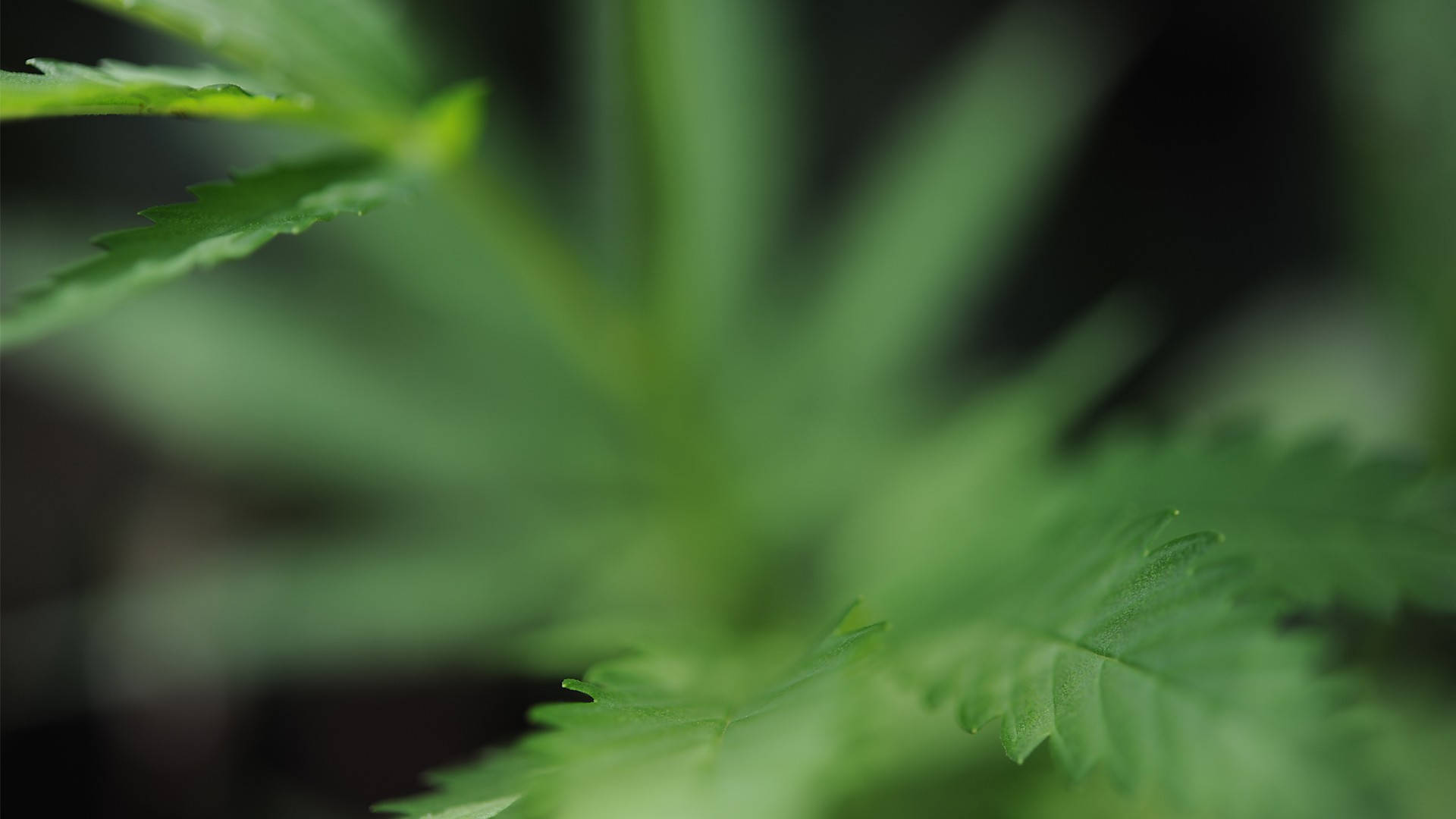 大麻 桌布 壁紙 — 淺景深突出了在黑暗模糊背景下的鮮綠色大麻葉。