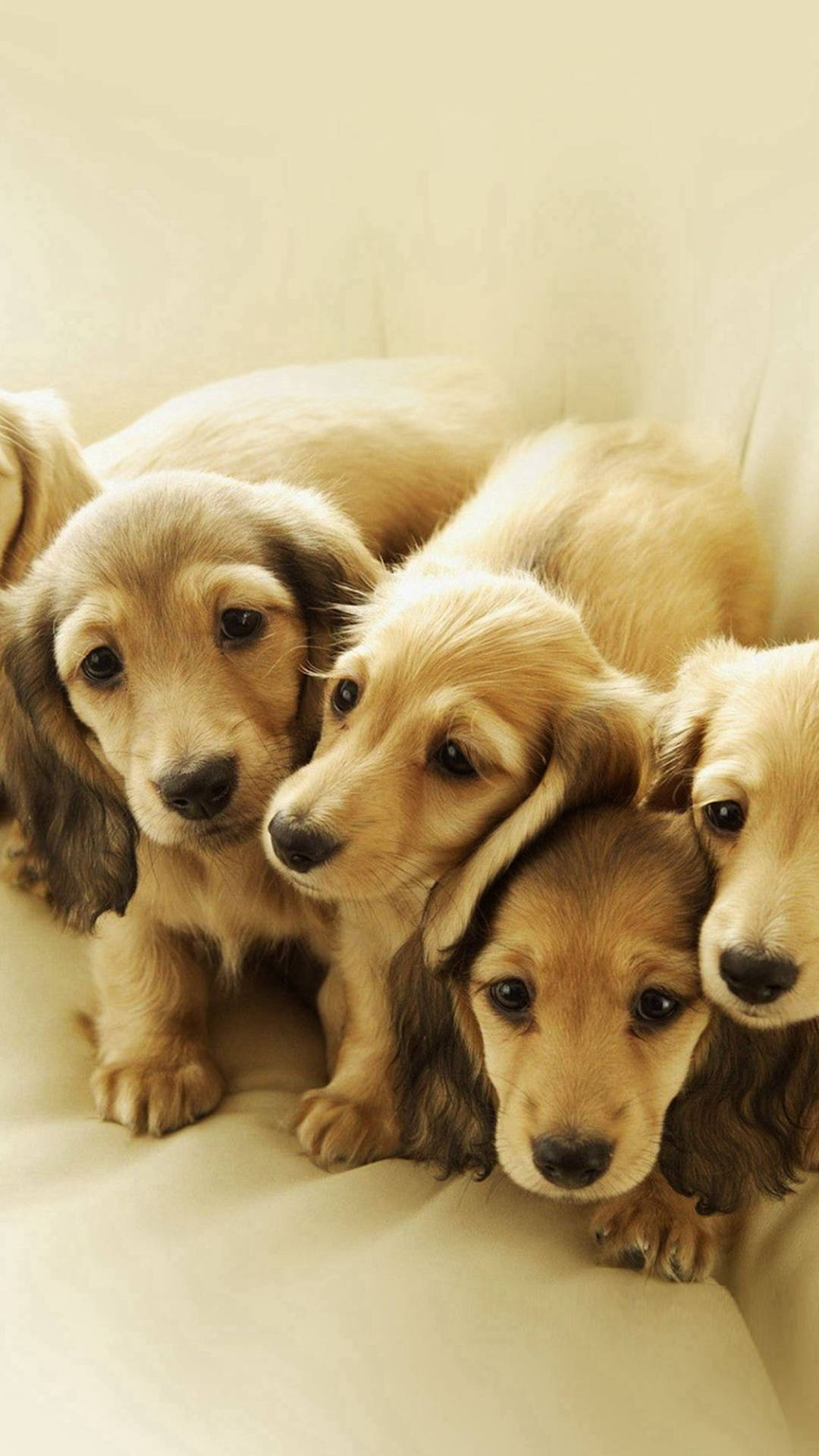四隻臘腸犬幼犬依偎在奶油色沙發上。