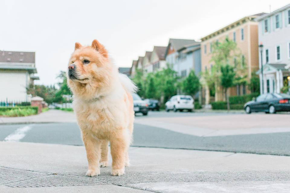 淺棕色幼犬在村莊 壁紙 — 一隻毛茸茸的淺棕色鬆獅犬警覺地站在寧靜住宅區的人行道上，背景有房屋和停放的汽車，呈現柔和焦點。