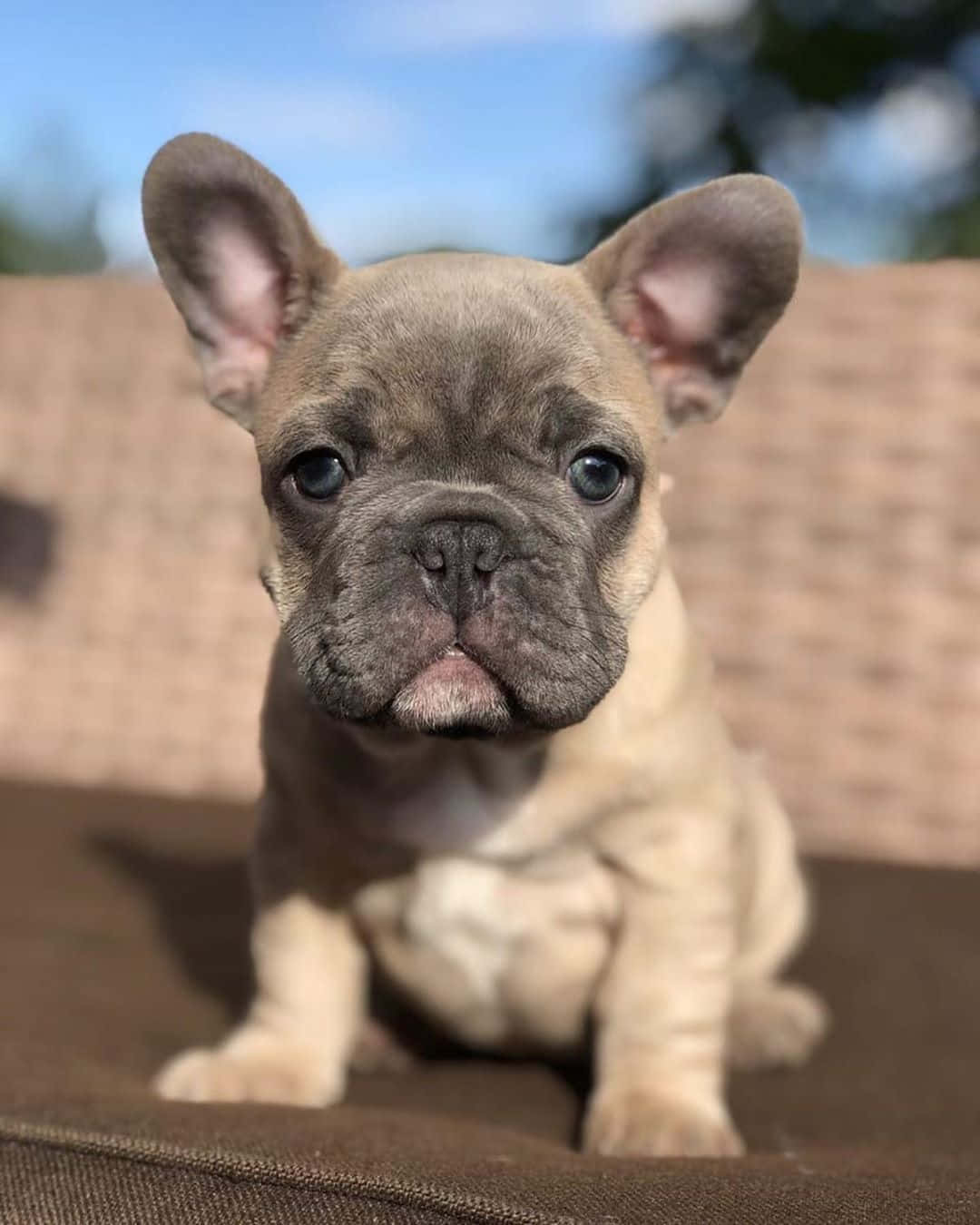淺棕色鬥牛犬幼犬圖 壁紙 — 一隻可愛的淺黃色法國鬥牛犬幼犬，有著大大的藍色眼睛，在明亮的日光下專注地坐在棕色坐墊上。