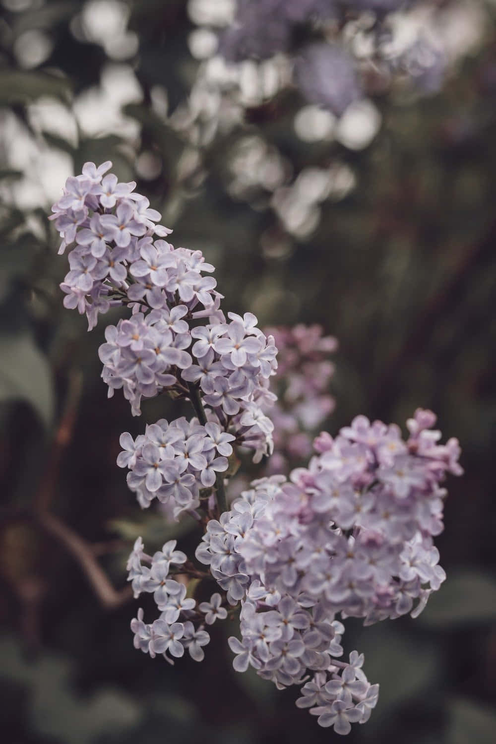 Lilac Tree 桌布 壁紙 — 淺紫色丁香花的特寫，帶有柔和散景背景。