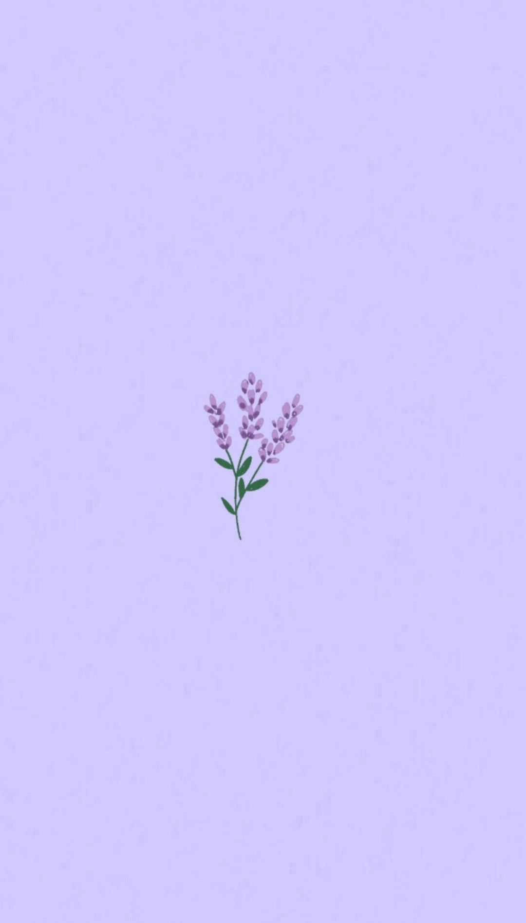 淺紫色背景上的小薰衣草花插圖。