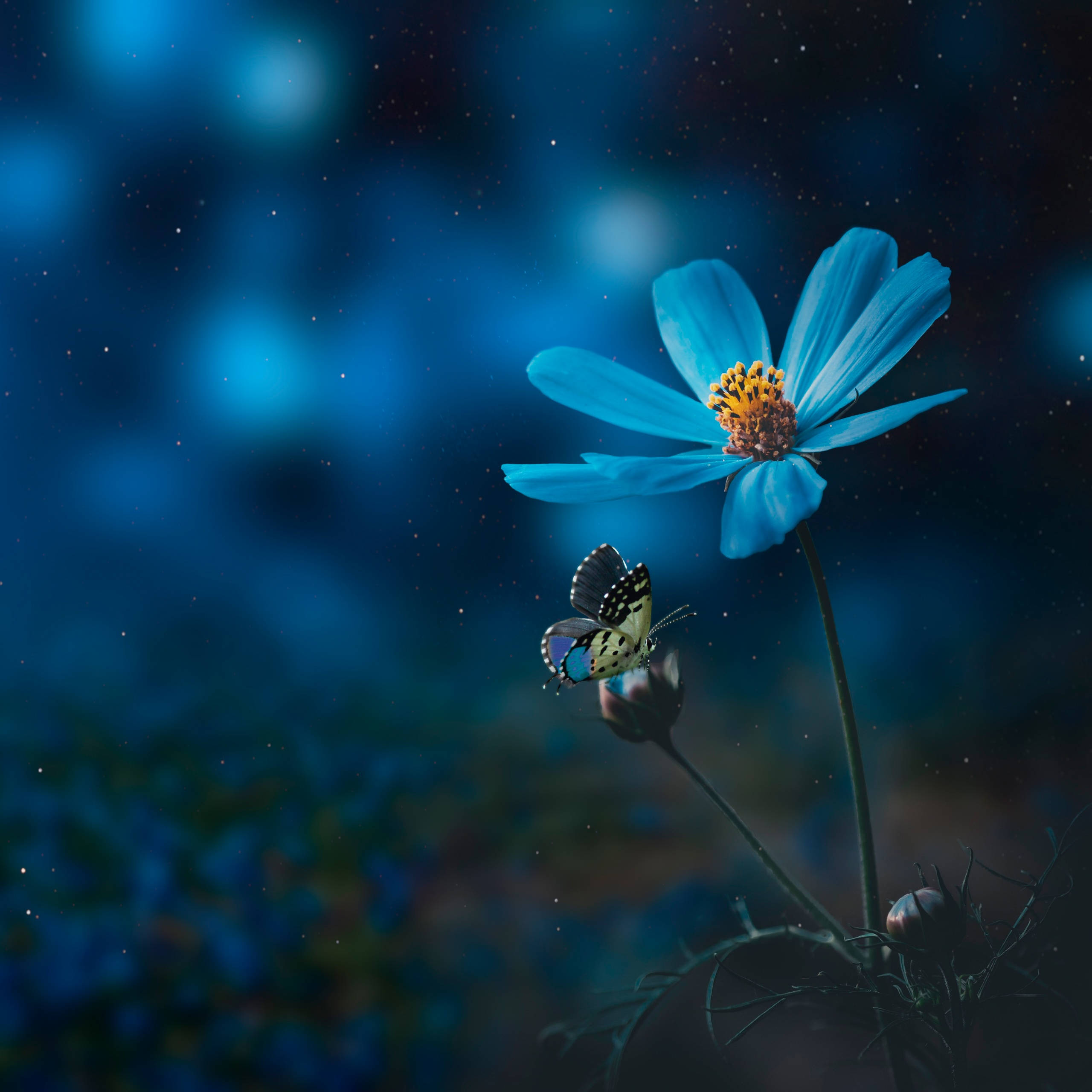 淺綠色蝴蝶停駐於盛開藍花 壁紙 — 在繁星點點的夜空下，一朵精緻的藍色波斯菊，附近有一隻蝴蝶棲息。