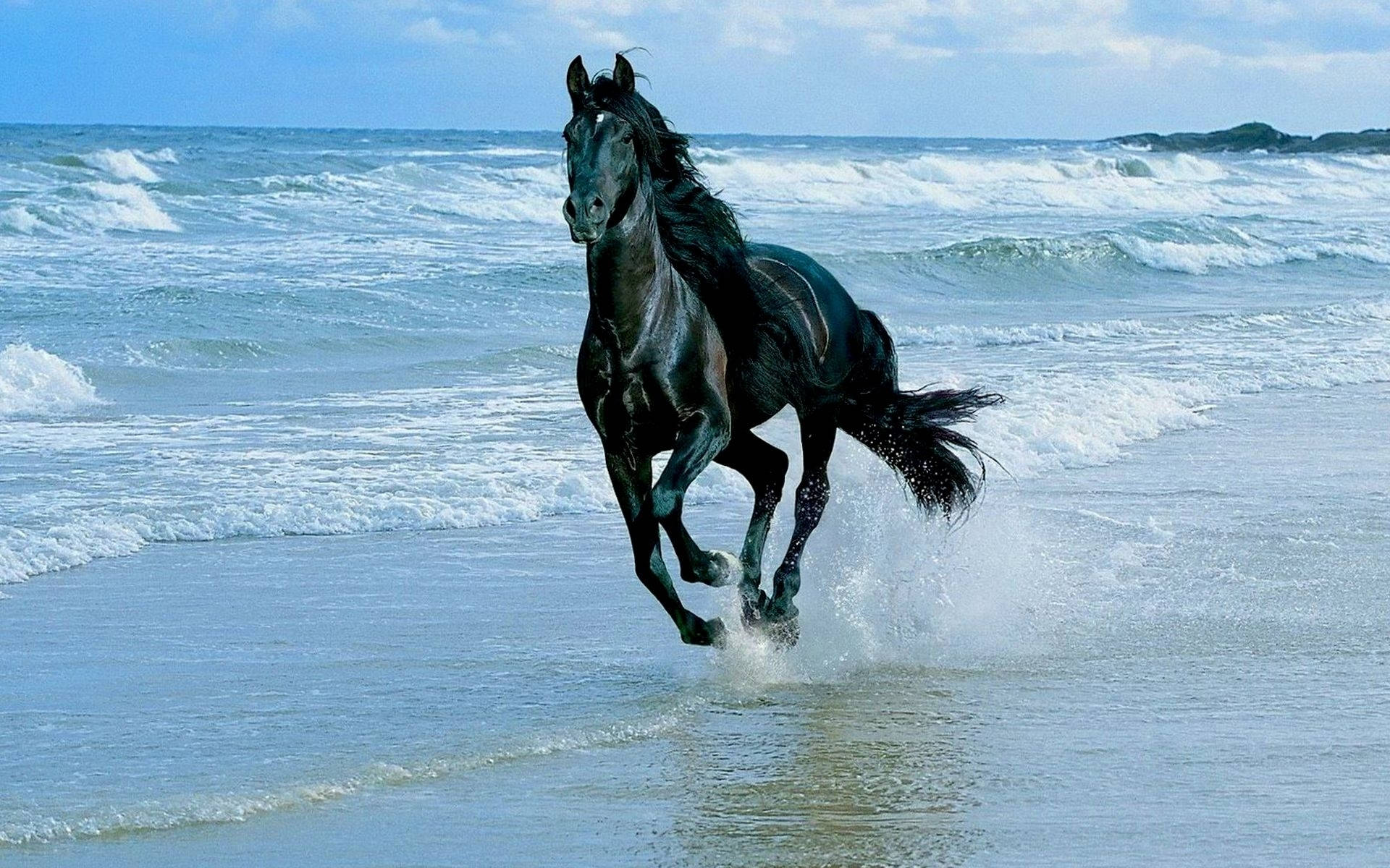 黑馬在陽光明媚的海灘上穿過海浪奔跑。