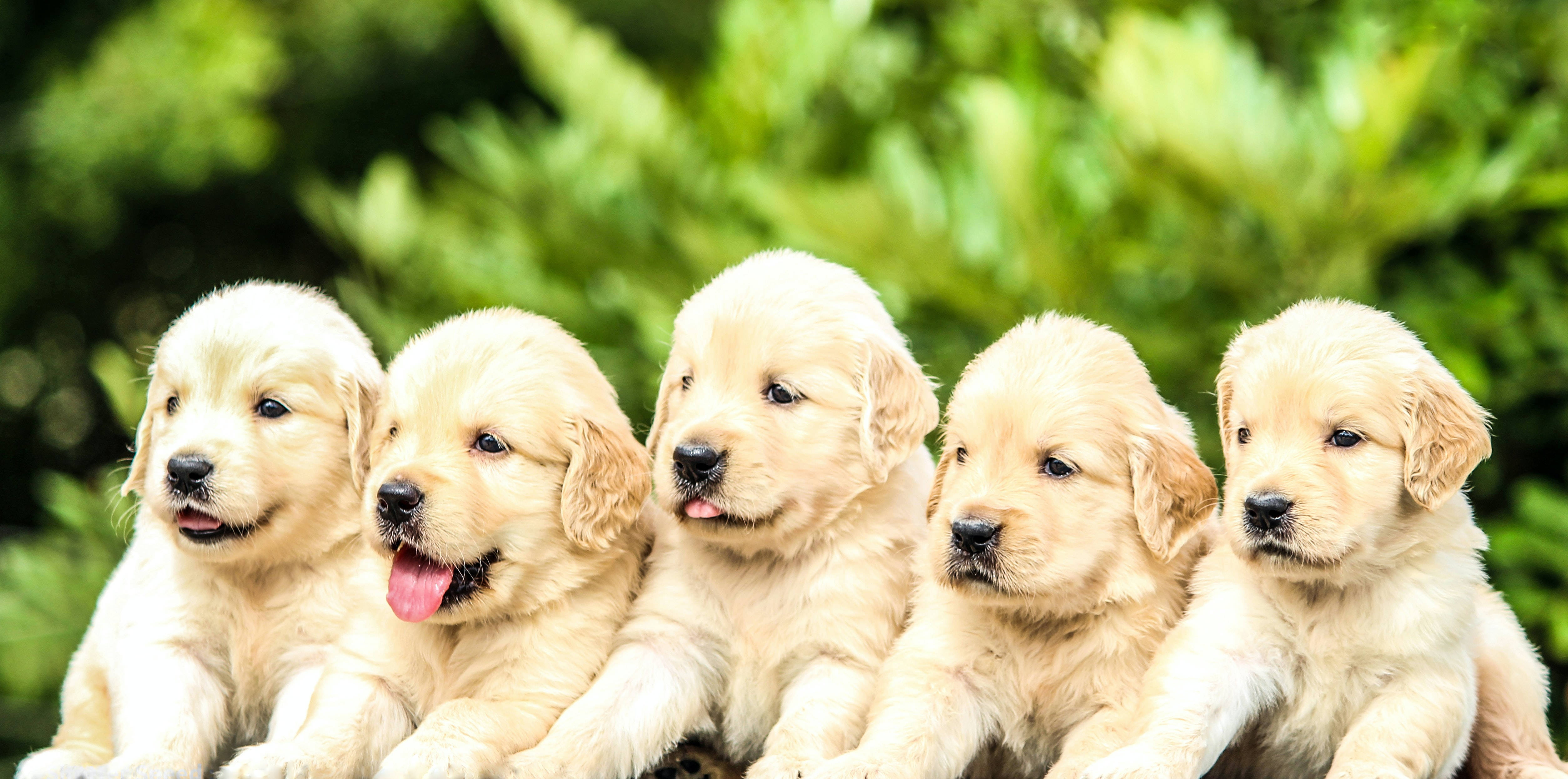 淺金色金毛幼犬群 壁紙 — 五隻可愛的金毛尋回犬幼犬，擁有蓬鬆的奶油色毛髮，並排坐在柔和的綠色模糊樹葉背景前。