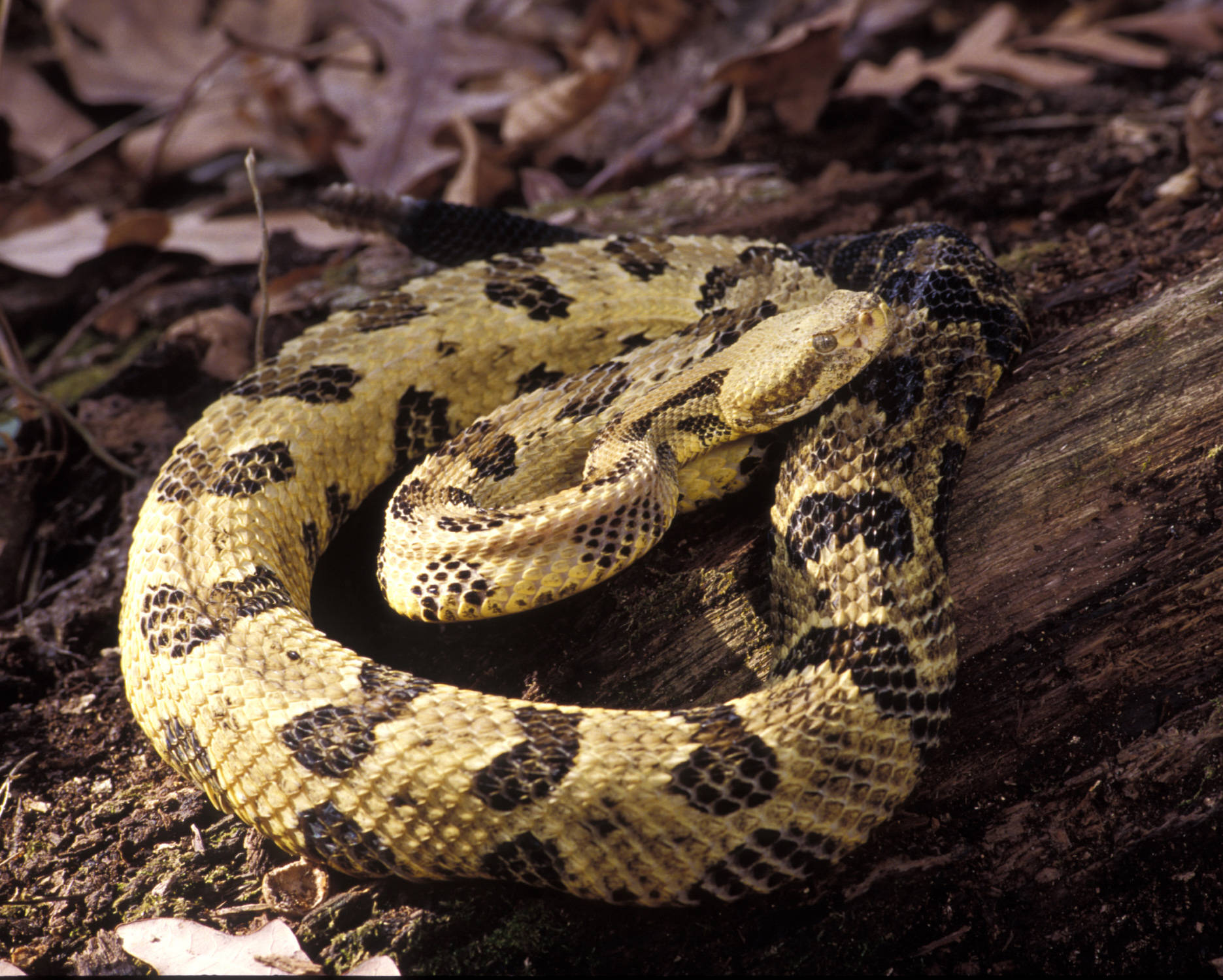 淺黃棕色 Timber Rattler 蛇 壁紙 — 一條盤繞的響尾蛇，帶有黃色和黑色圖案的鱗片，躺在陽光照耀的木頭上，周圍是乾燥的秋葉。