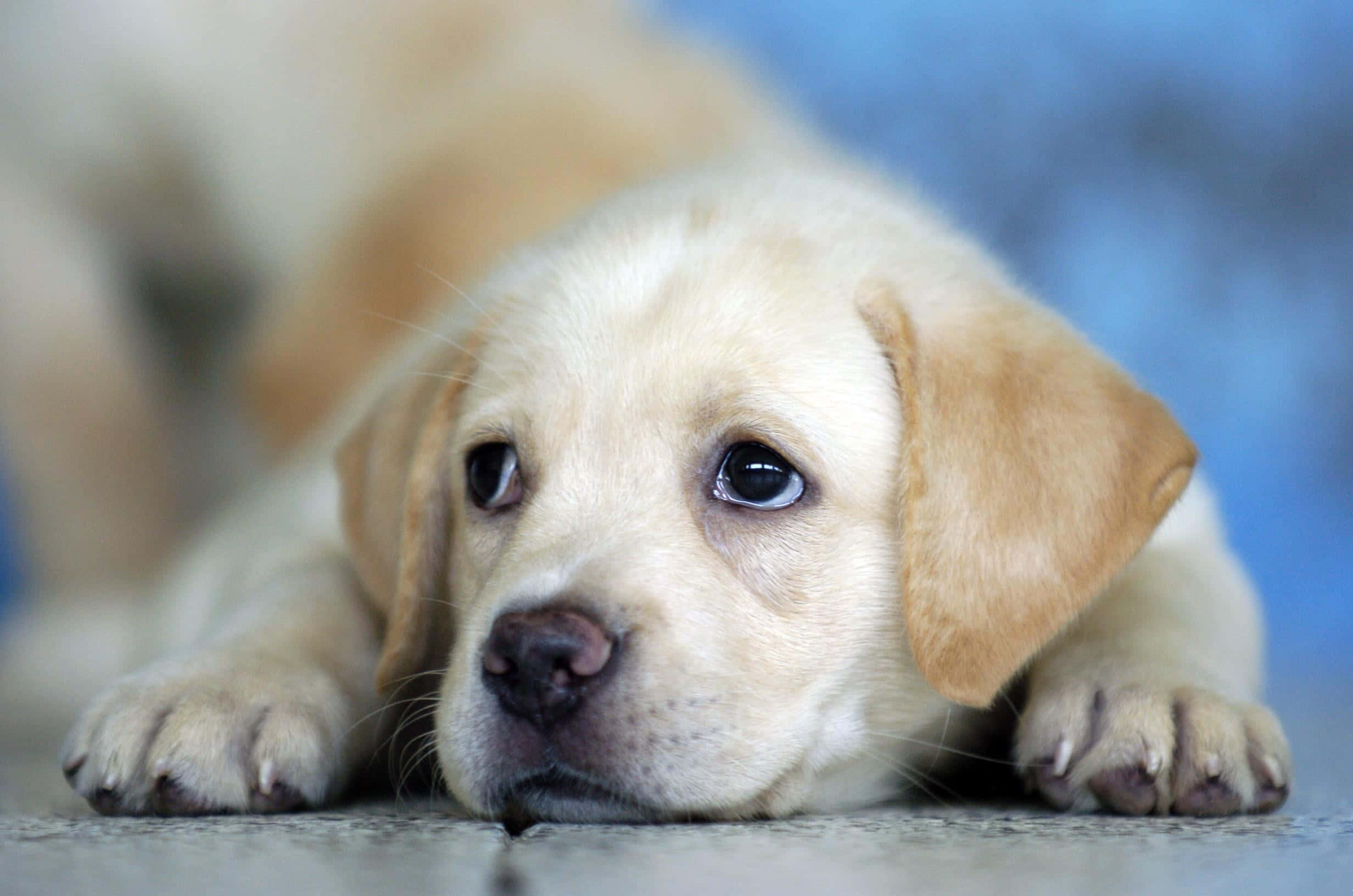 Yellow Labrador 桌布 壁紙 — 淺黃色拉布拉多幼犬躺在瓷磚地板上，睜著一雙悲傷的大眼睛的特寫。