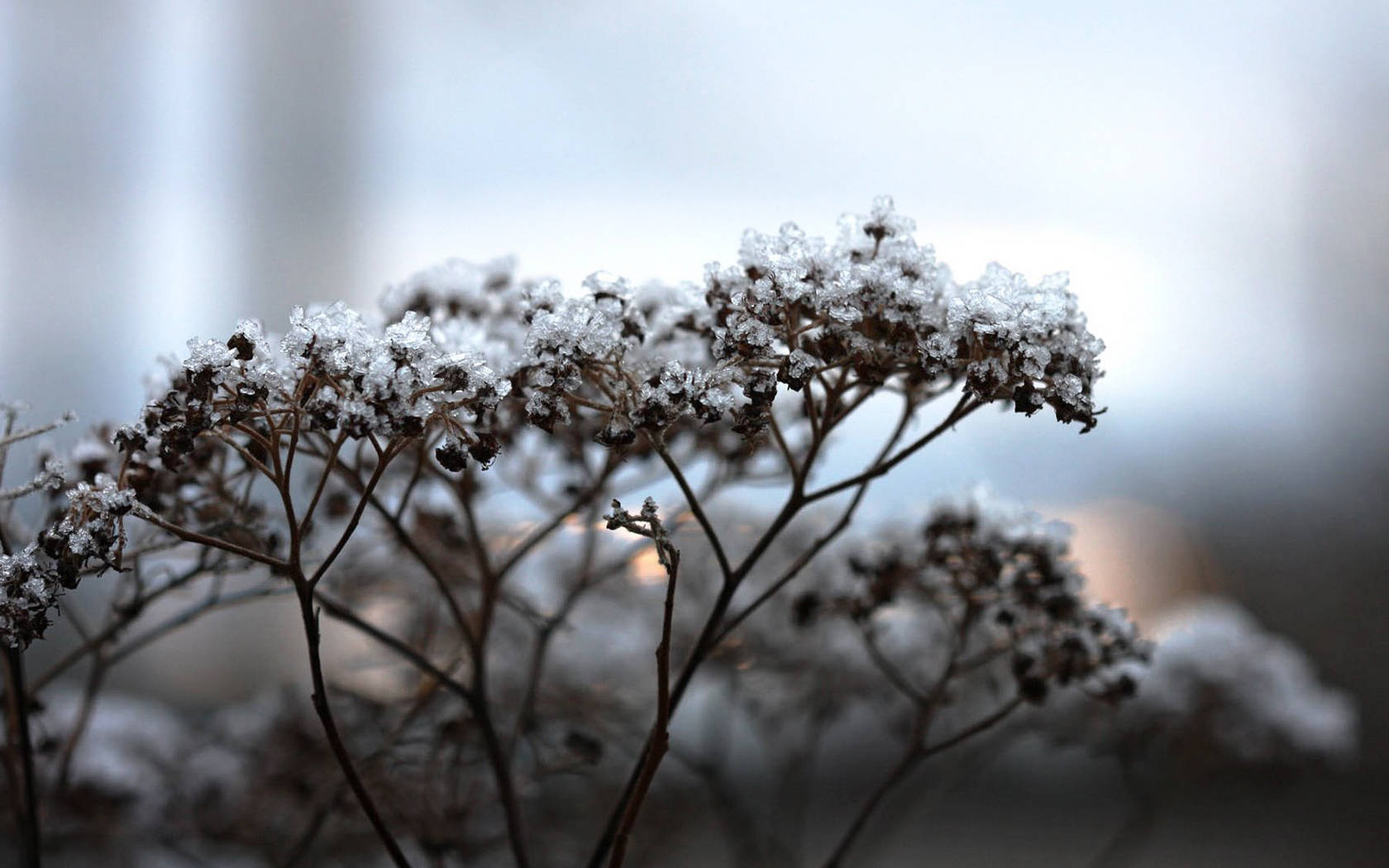 冬日裡被雪覆蓋的乾花
