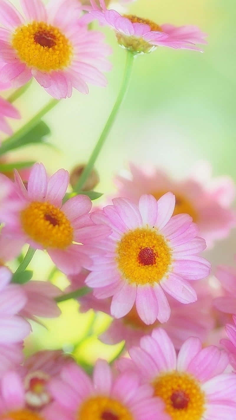 帶有黃色花心的粉紅色雛菊在柔焦中於陽光花園中綻放。
