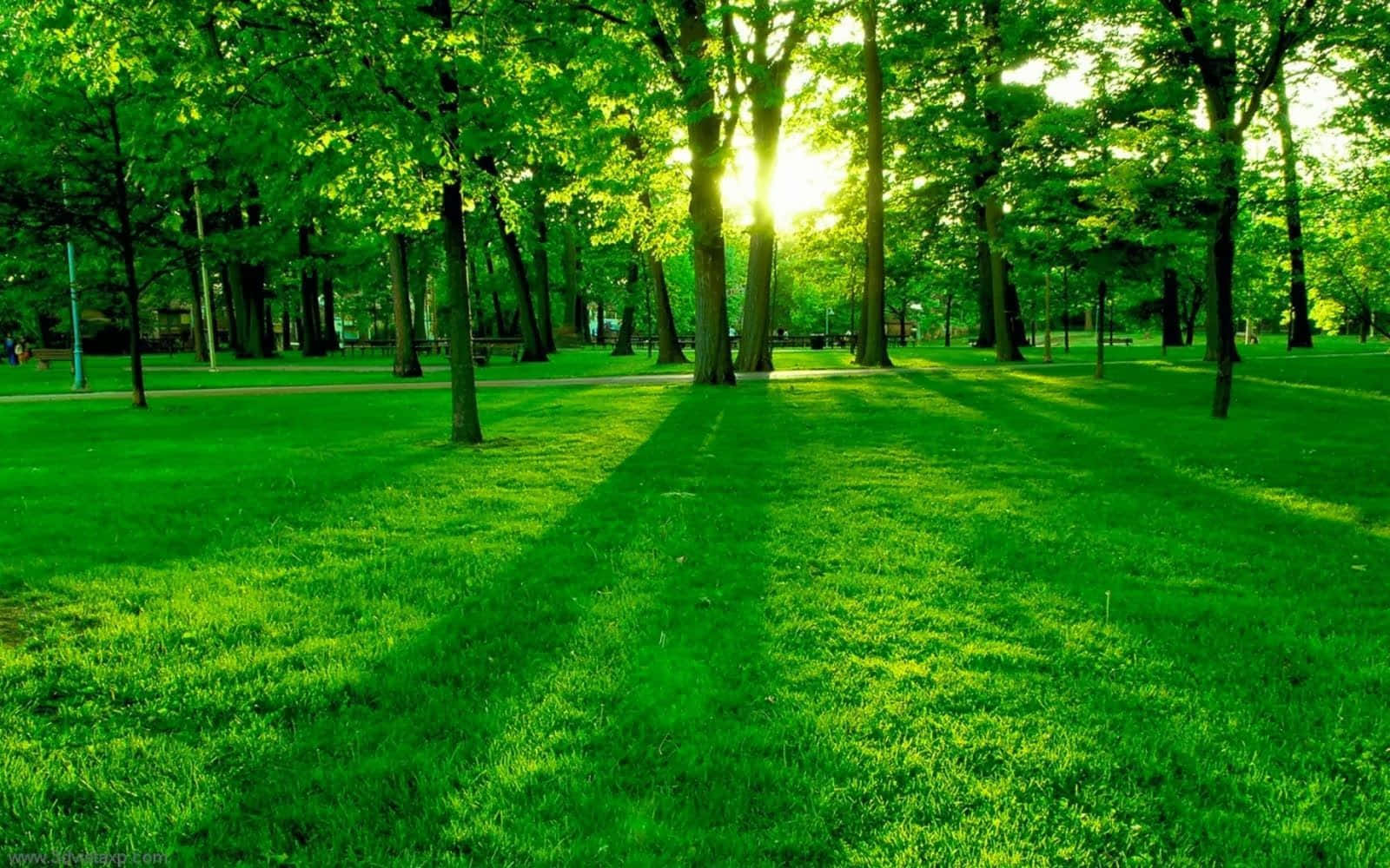 陽光穿過綠色公園的樹木，在草地上投下長長的影子。