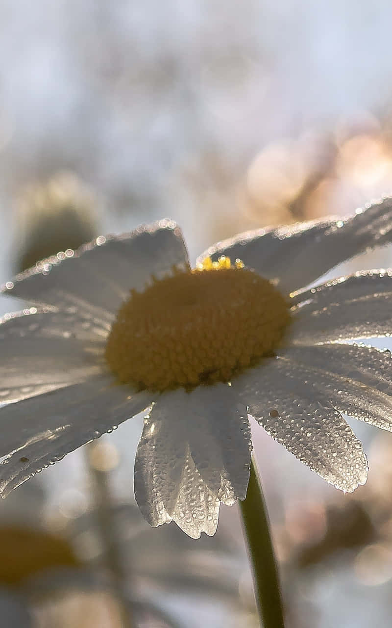 一朵雛菊花，露珠喺自然環境中捕捉陽光。