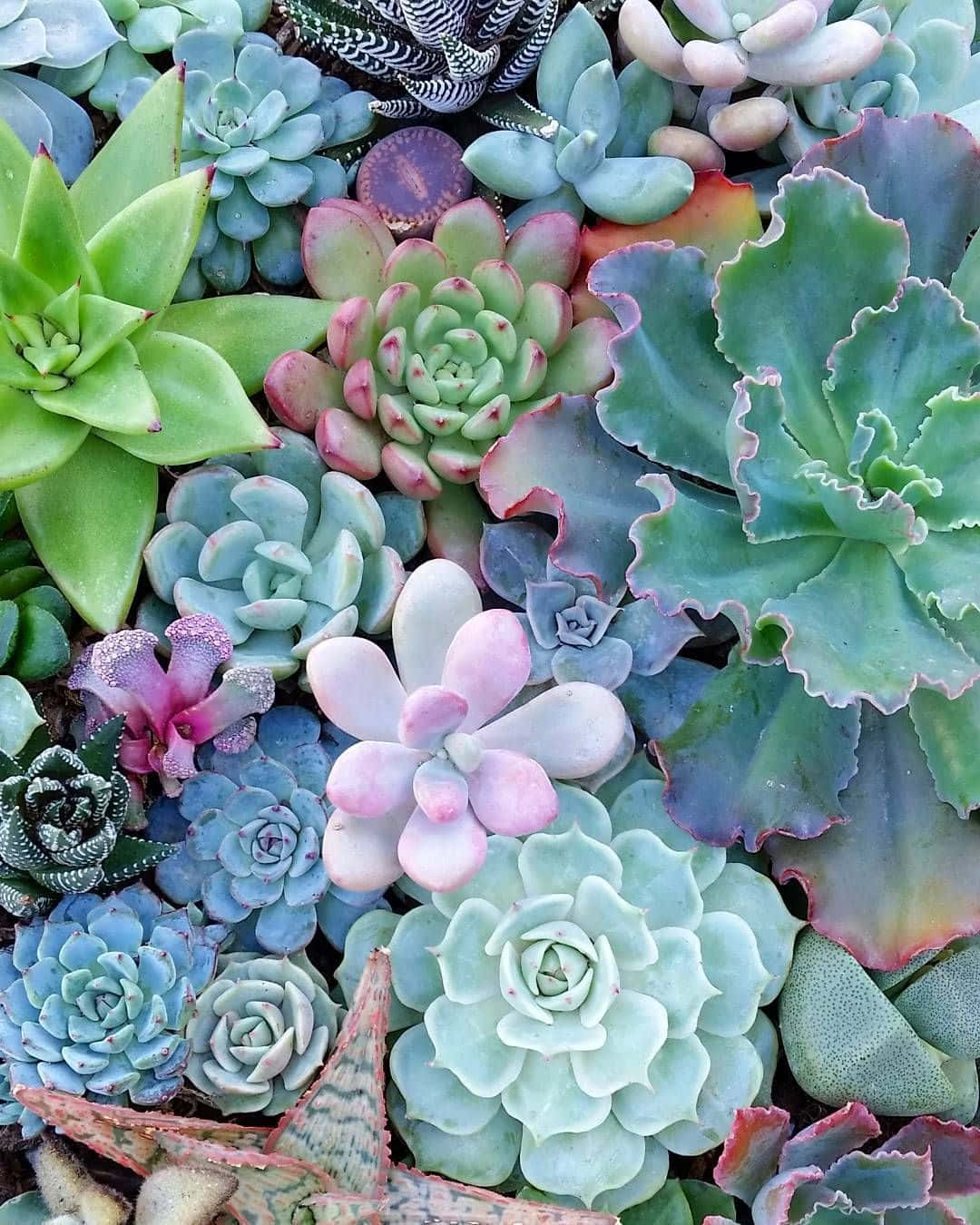 清晰多肉植物園景圖 壁紙 — 各種多肉植物以粉彩綠色、粉紅色和藍色近距離特寫，排列在茂密且富有質感的花園中。