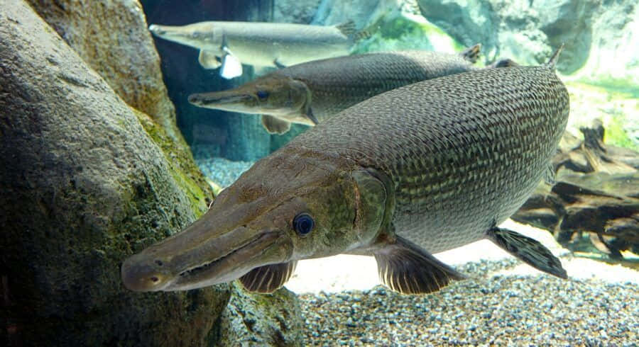 「清澈水域中游動的鱗鰭魚」 壁紙 — 兩條大型裝甲雀鱔在清澈的水族箱水中優雅地滑行，靠近長滿苔蘚的岩石和礫石底部。