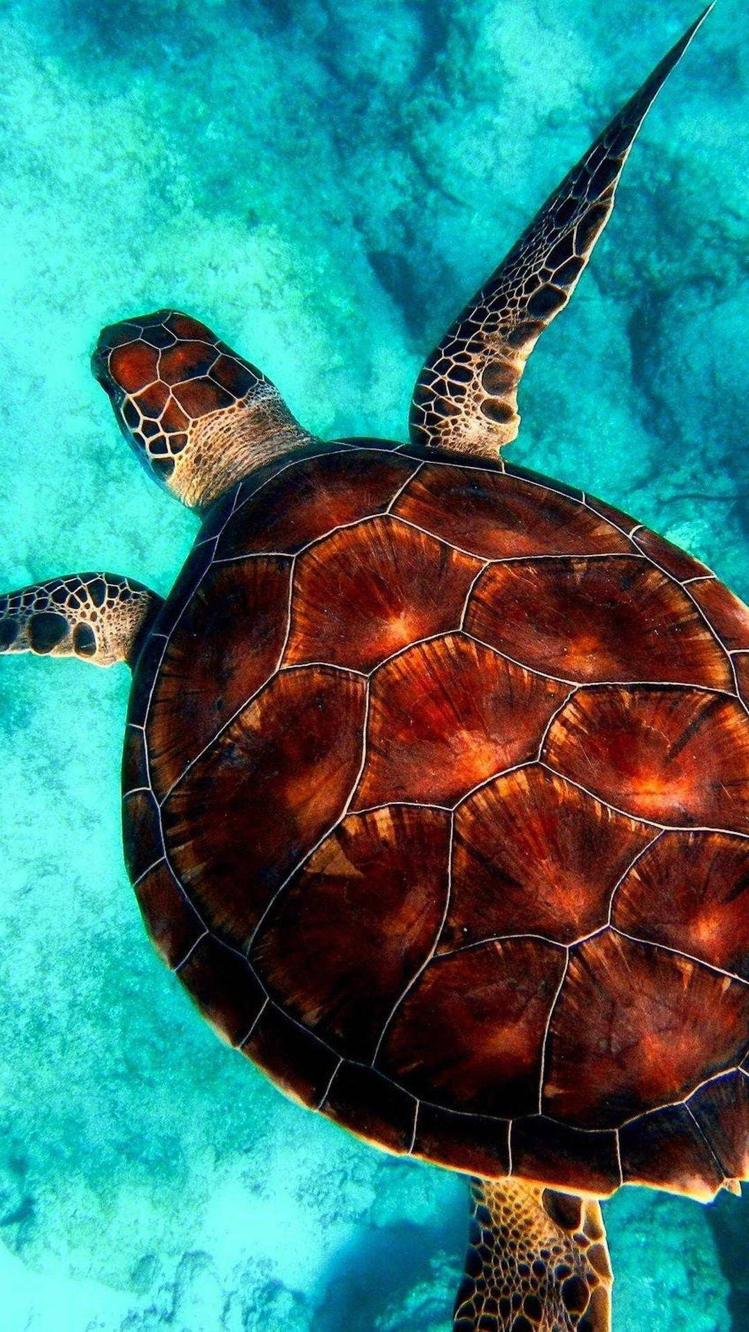 海龜在清澈的藍色海水中游泳