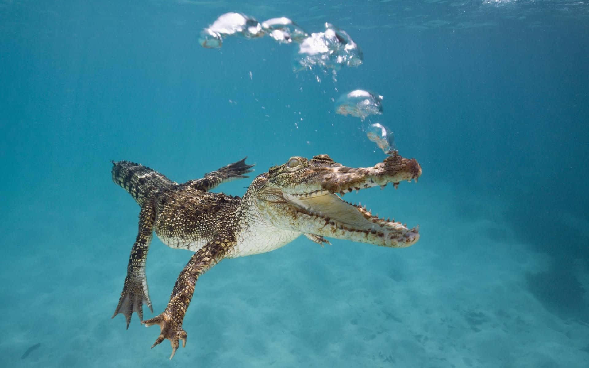 清澈水域游動鱷魚圖 壁紙 — 一條鱷魚在清澈的碧綠水中優雅地游動，氣泡從牠的鼻子升起。