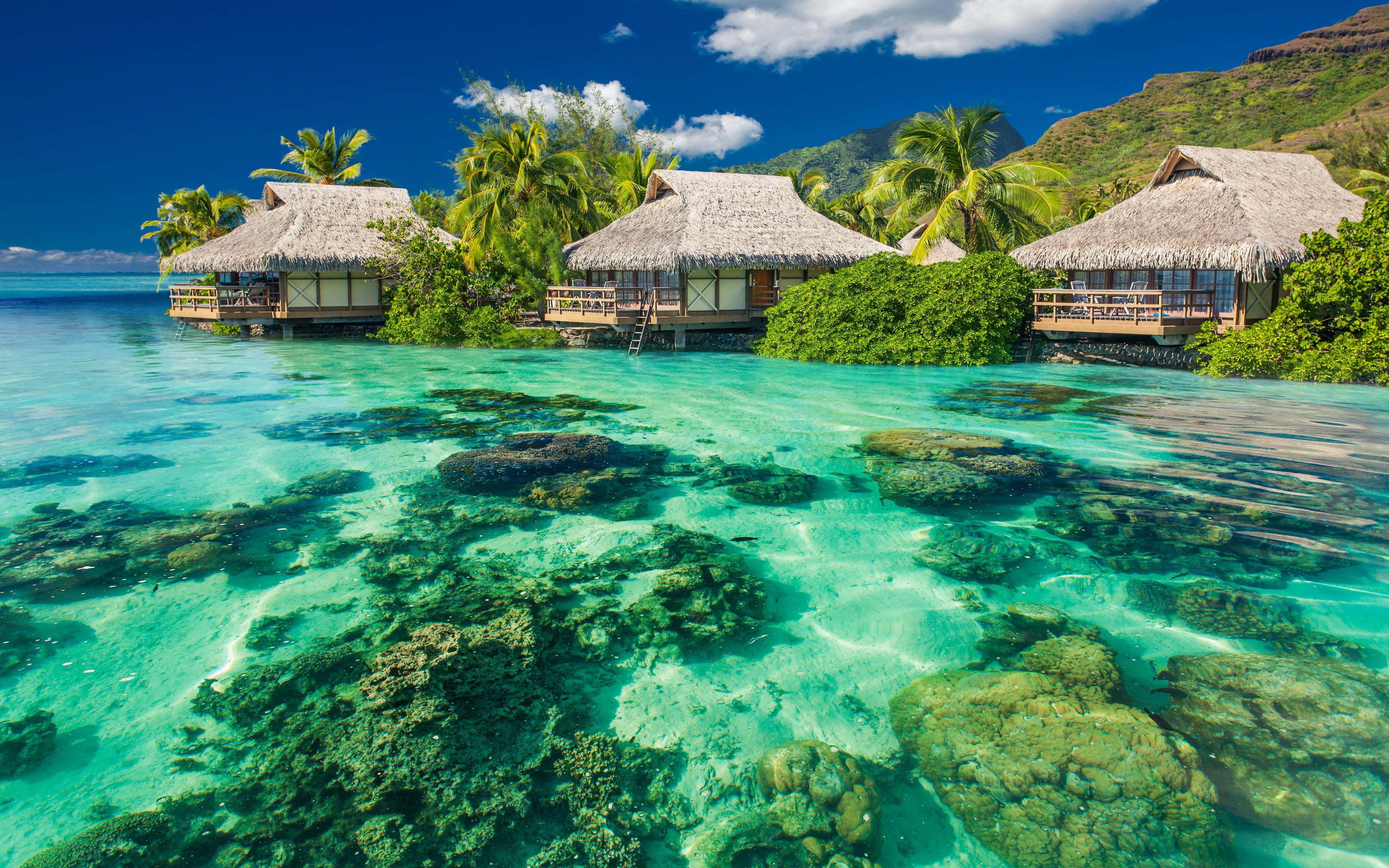 Beach Huts 桌布 壁紙 — 清澈碧綠的海水顯露出圍繞著茅草屋頂水上平房的生機勃勃的珊瑚礁，這些平房坐落在茂密的棕櫚樹之間。