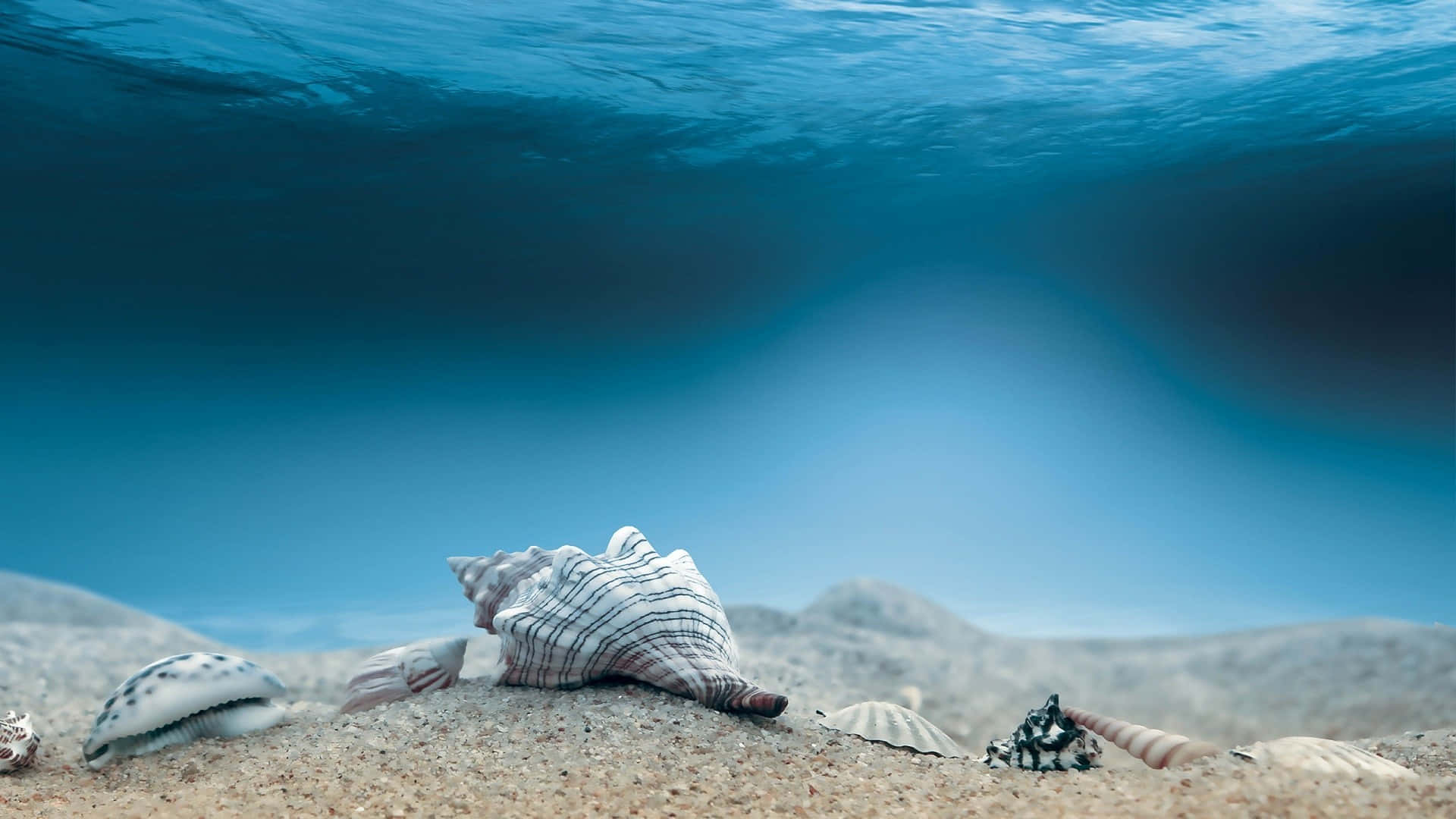 Seashell 桌布 壁紙 — 清澈藍色水面下，沙質海底上貝殼的水底視圖。