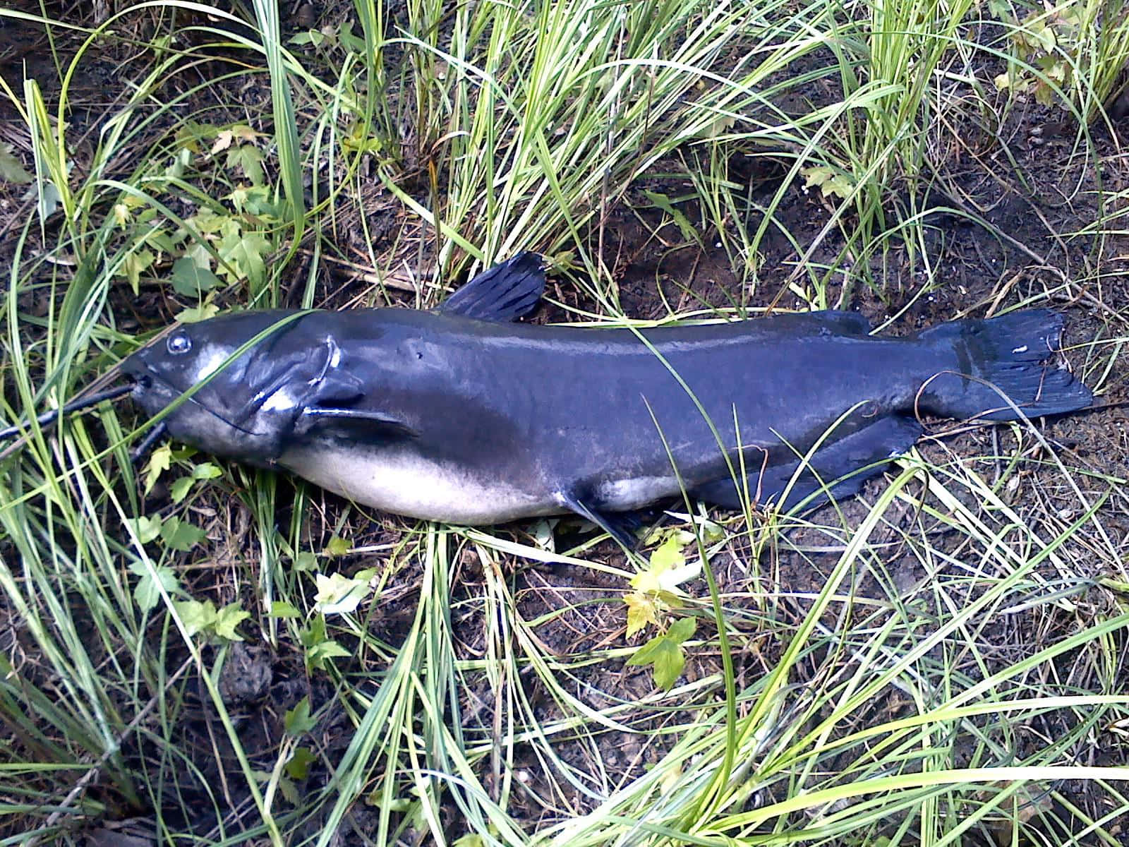 渠貓魚在陸地上 壁紙 — 一條大型深色鯰魚一動不動地躺在高高的綠草和泥濘的土壤中。