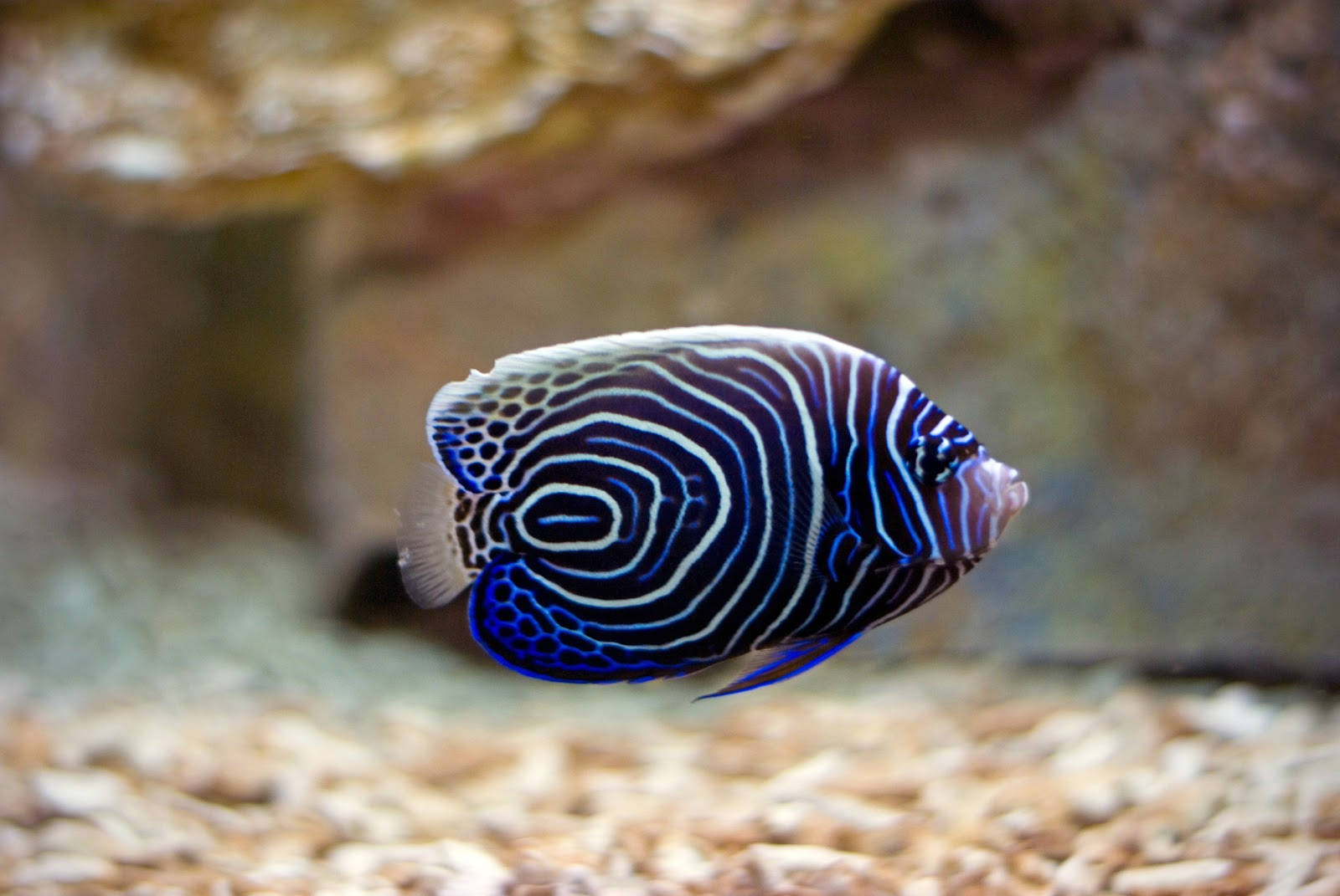 渦紋冷色魚 壁紙 — 一條充滿活力的藍白條紋神仙魚在岩石水族箱背景附近優雅地游動。