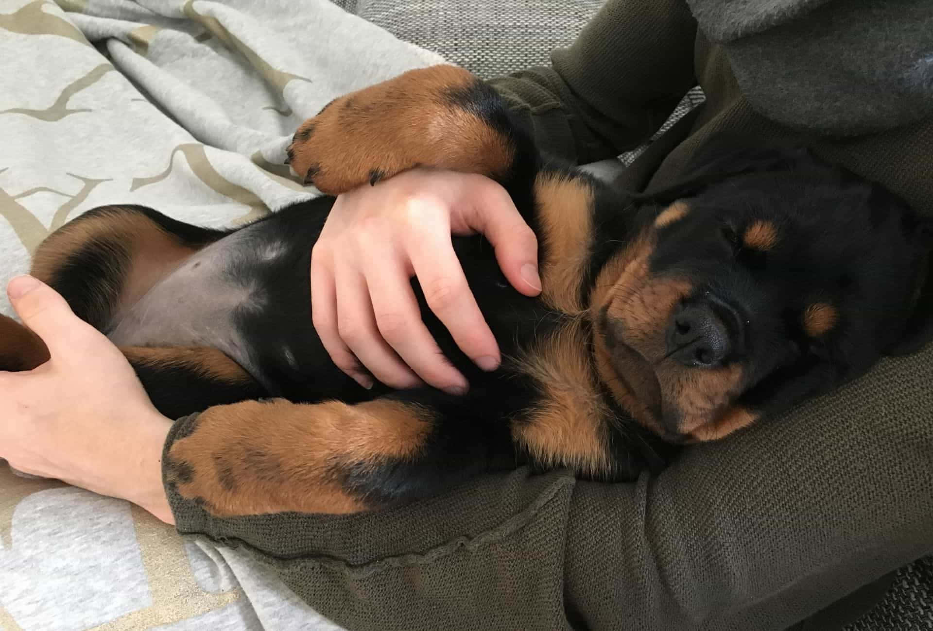 一個人在沙發上抱著一隻睡著的羅威納幼犬。