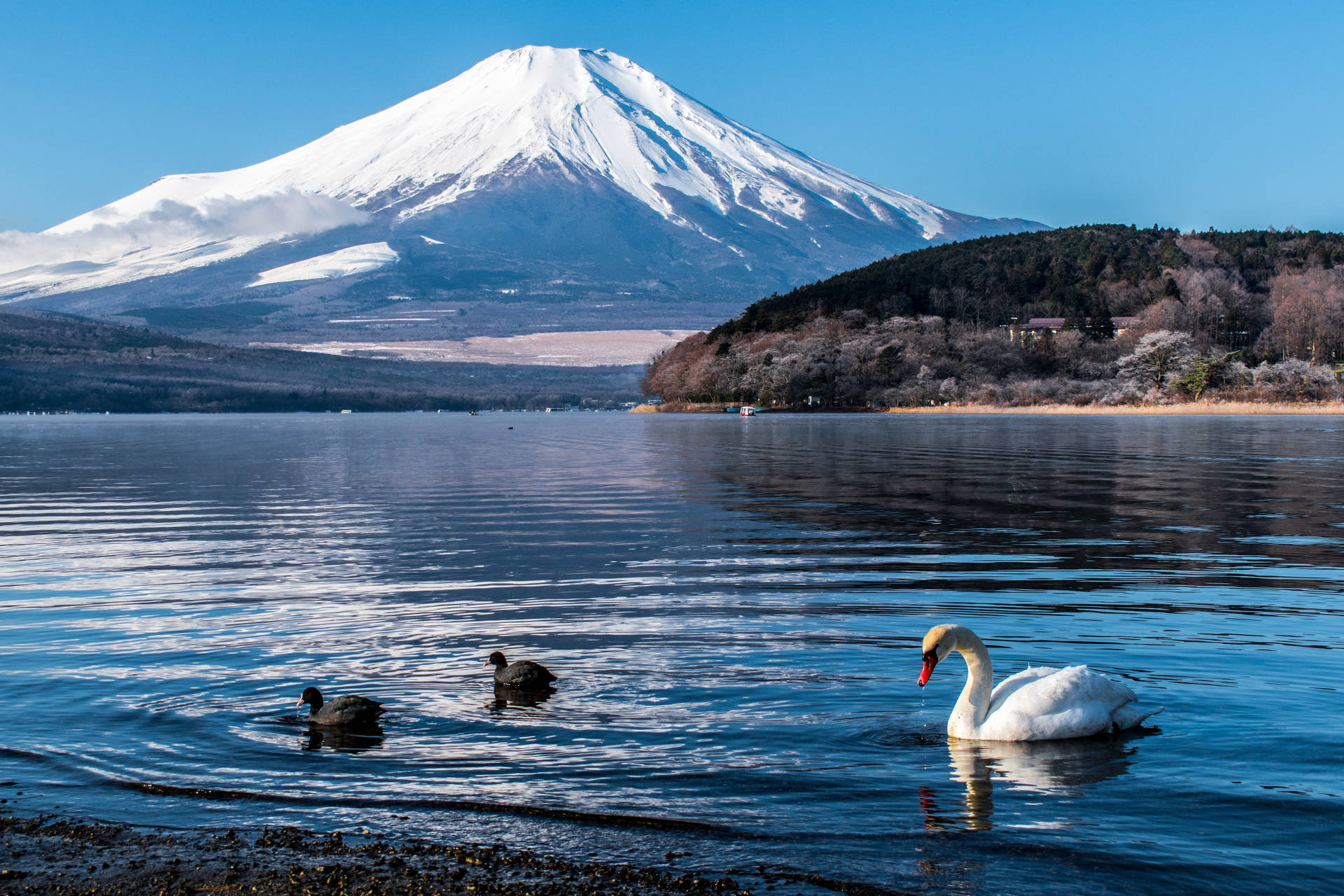 白天鵝和鴨子在湖中游泳，背景是富士山。