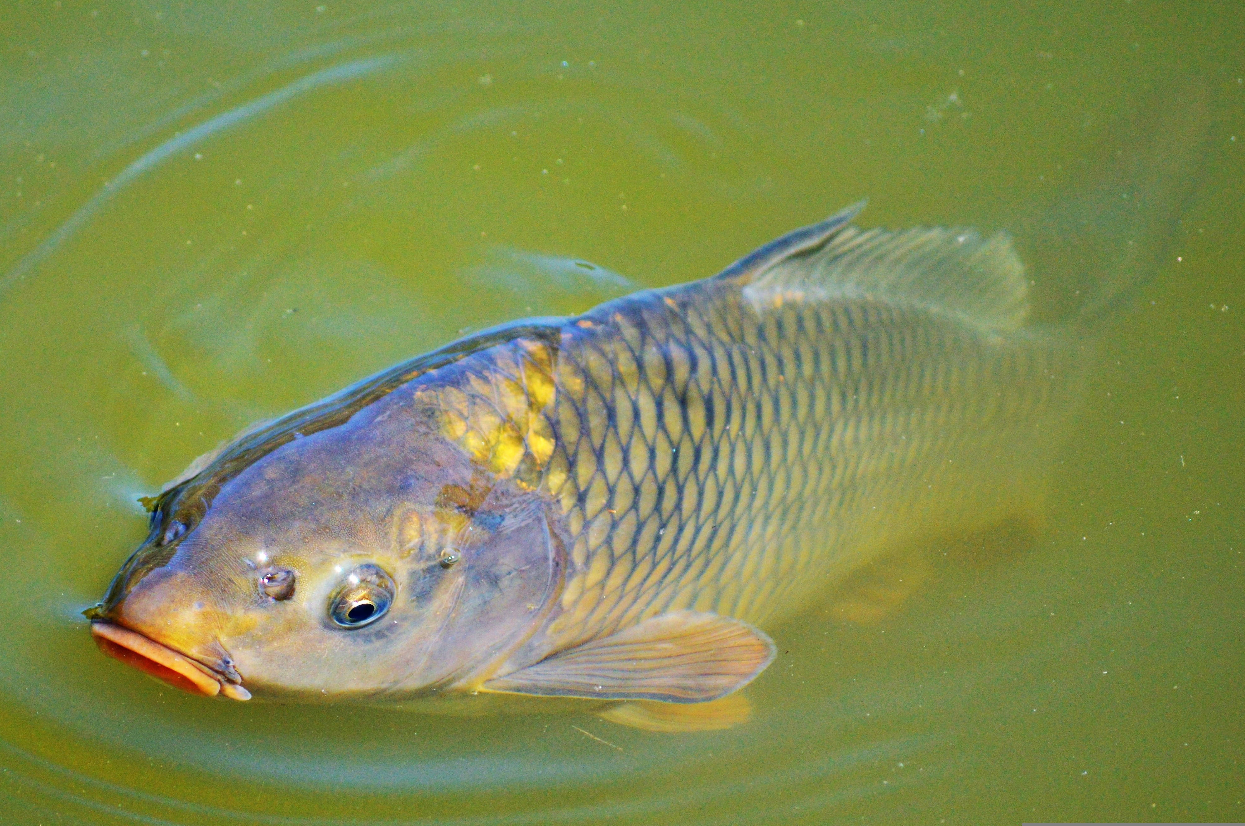 湖中成年鯉魚 壁紙 — 一條金色鱗片和橙色嘴巴的鯉魚特寫，打破綠色水面。