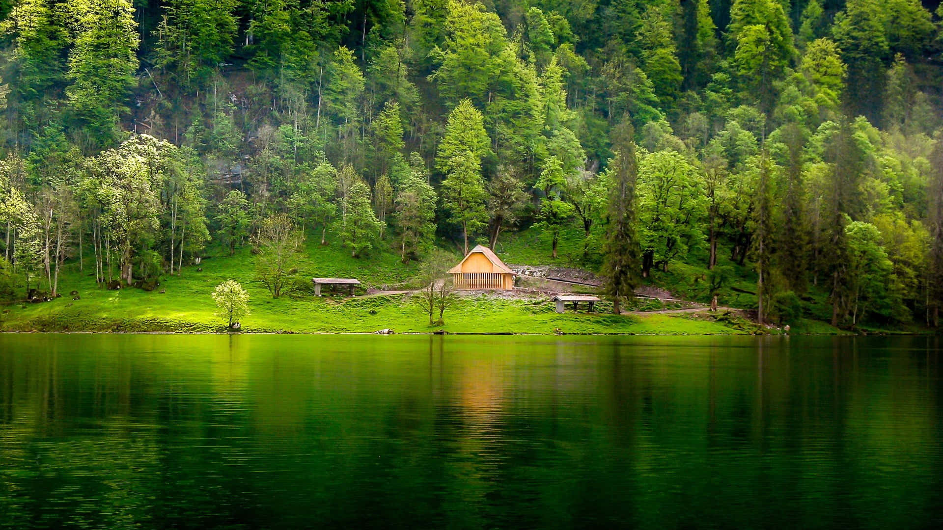 綠樹背景