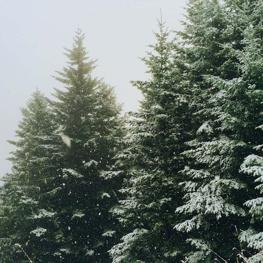 湖畔常綠樹林 壁紙 — 雪花輕輕飄過蒼白的天空，下方是覆蓋著新鮮白雪的高聳常綠樹。