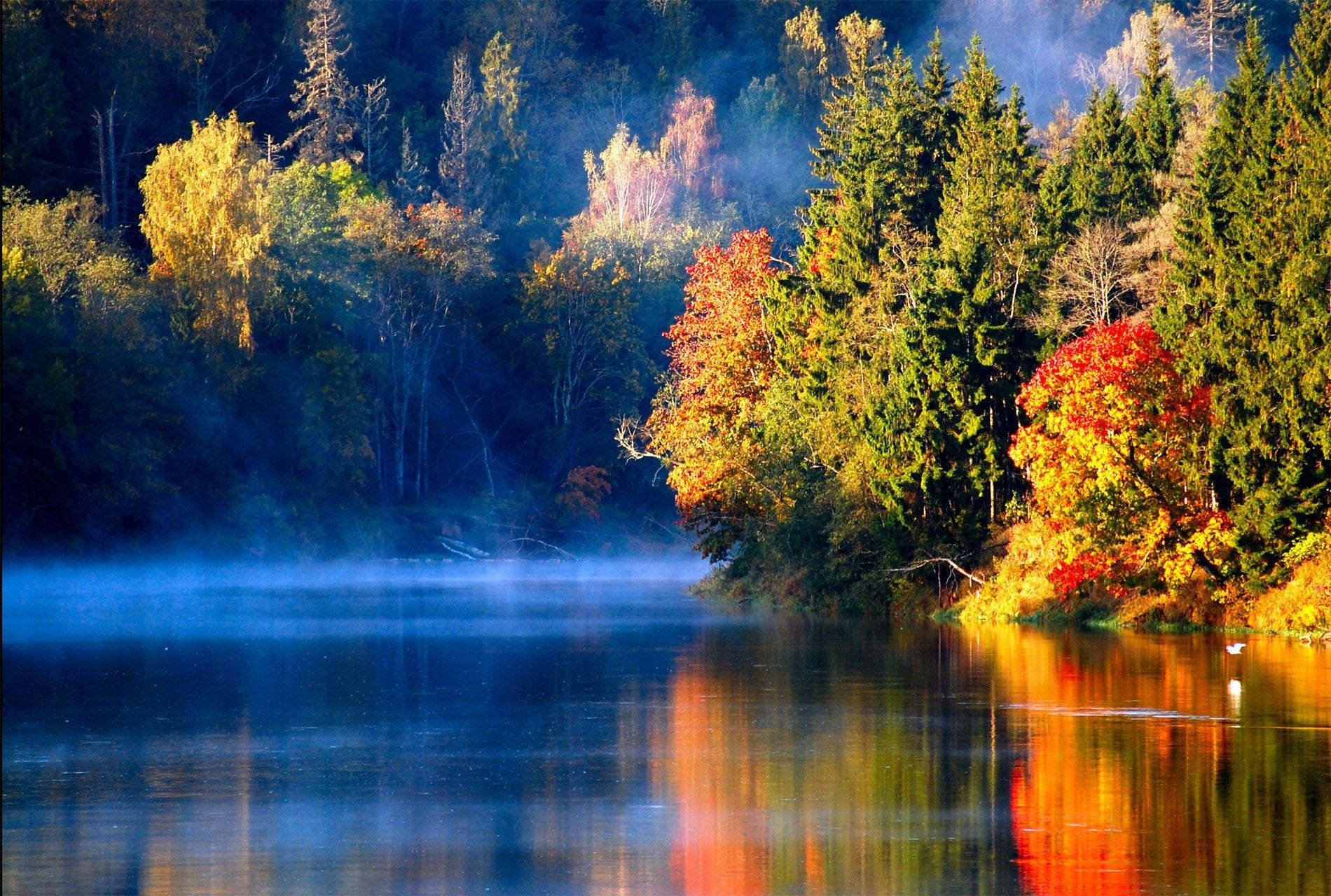 湖畔彩樹風景 壁紙 — 霧濛濛的秋日湖泊映照出火紅與金黃的樹葉，與常綠樹在柔和晨光下形成對比。