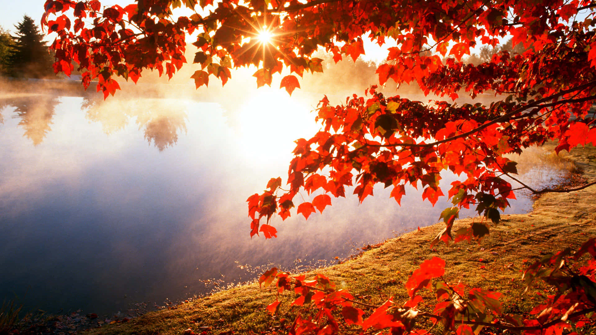 湖畔日落美麗秋景 壁紙 — 鮮豔的紅色秋葉框住了一個霧氣瀰漫的湖泊，日出時陽光穿透，在平靜的水面上灑下金色光芒。