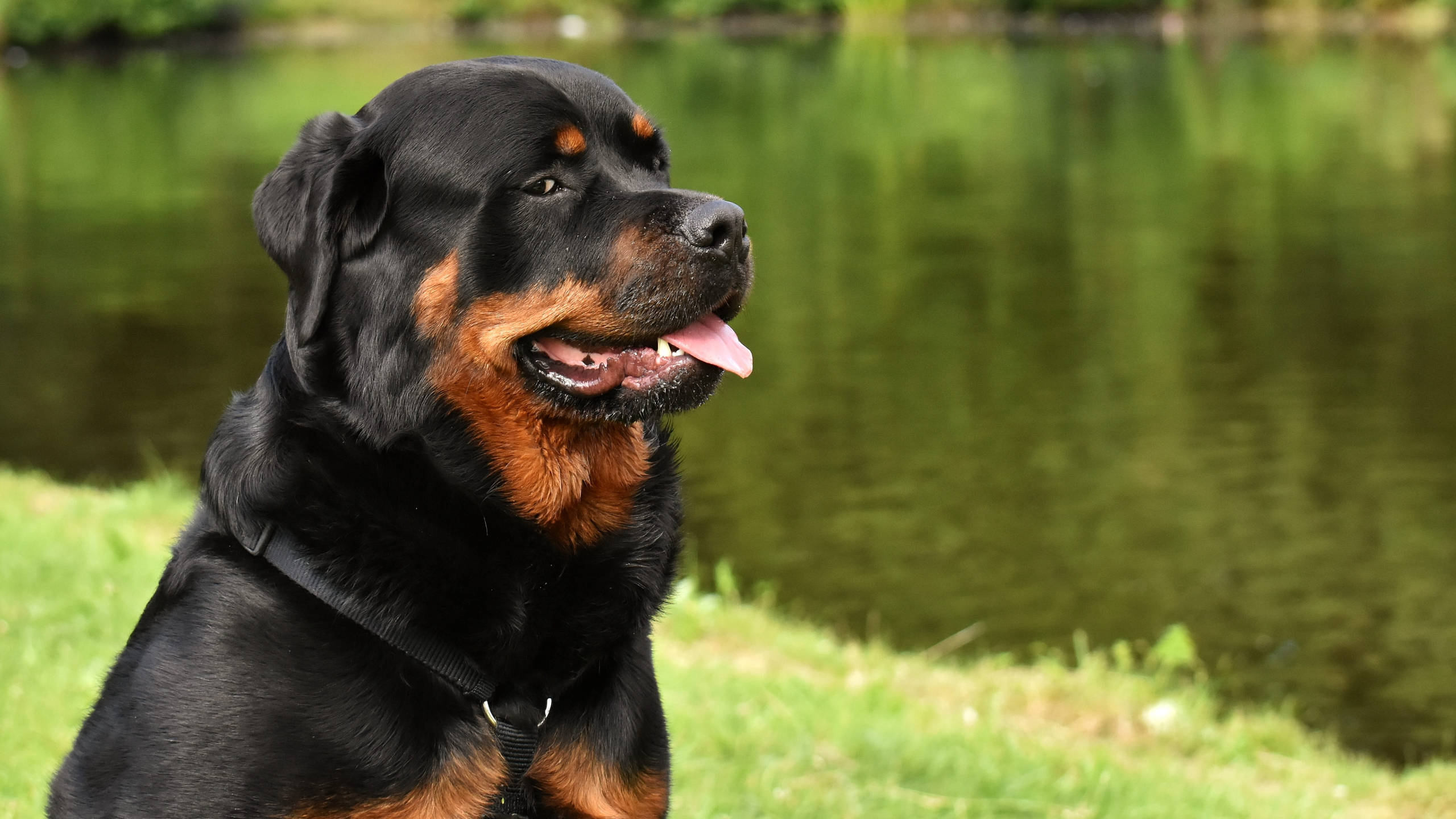 湖畔羅威納犬 壁紙 — 一隻黑色和棕色的羅威納犬警覺地坐在草叢岸邊平靜的綠色池塘旁。