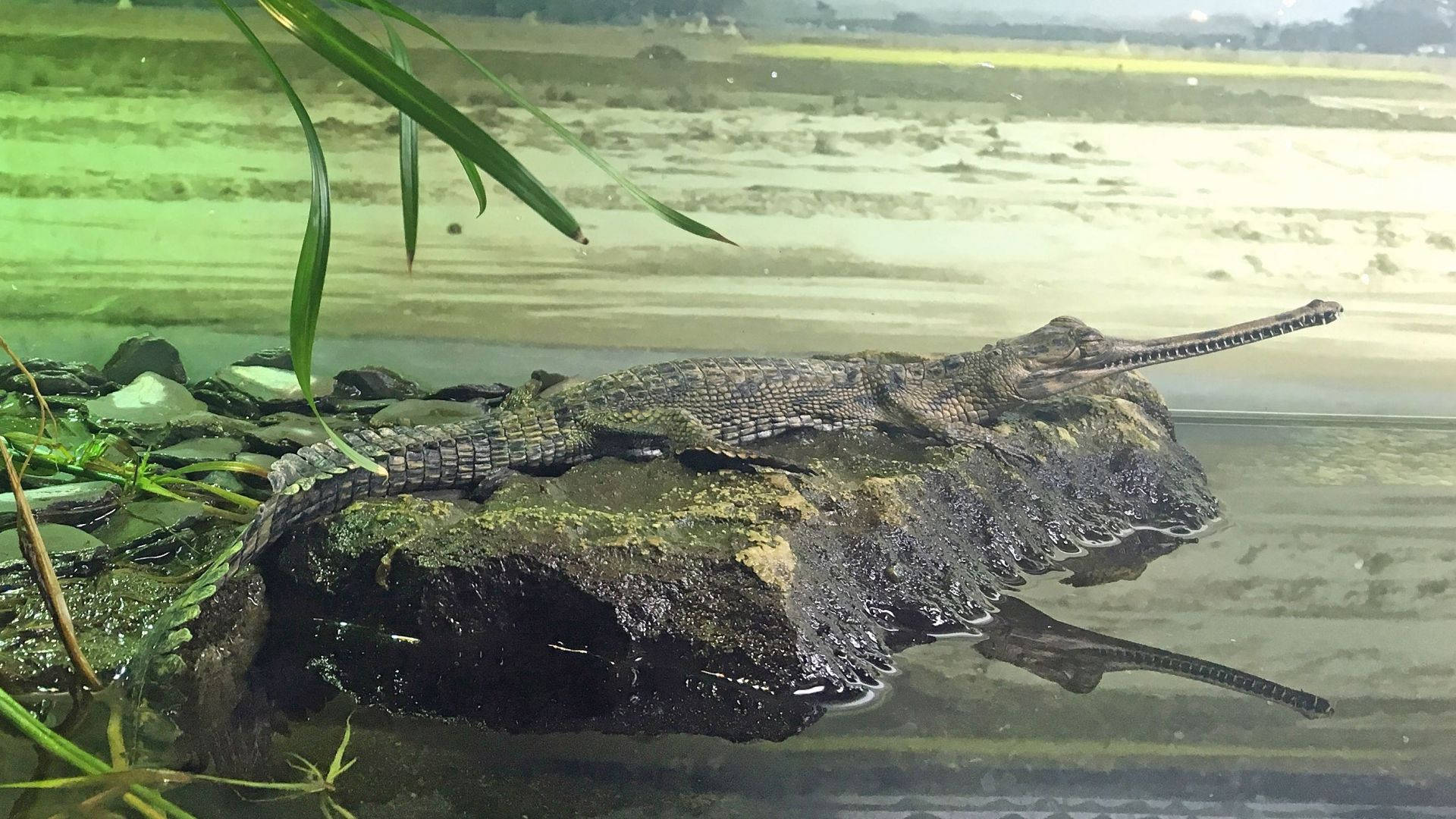湖畔鱷魚自然攝影